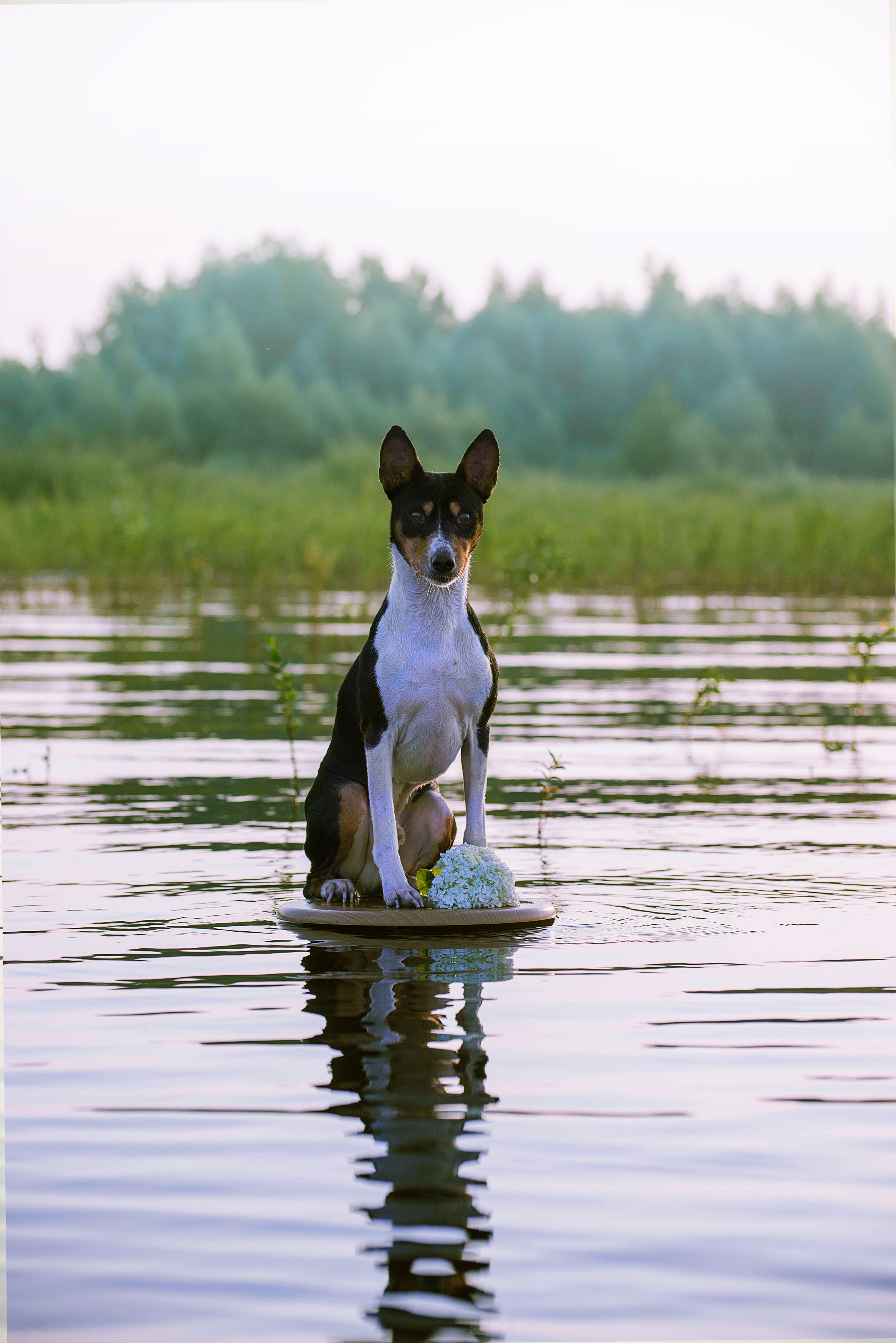 ФОТО СОБАК НА ПРИРОДЕ, В ГОРОДЕ, НА ВЫСТАВКЕ. Фотограф-анималист Ольга Фомичева