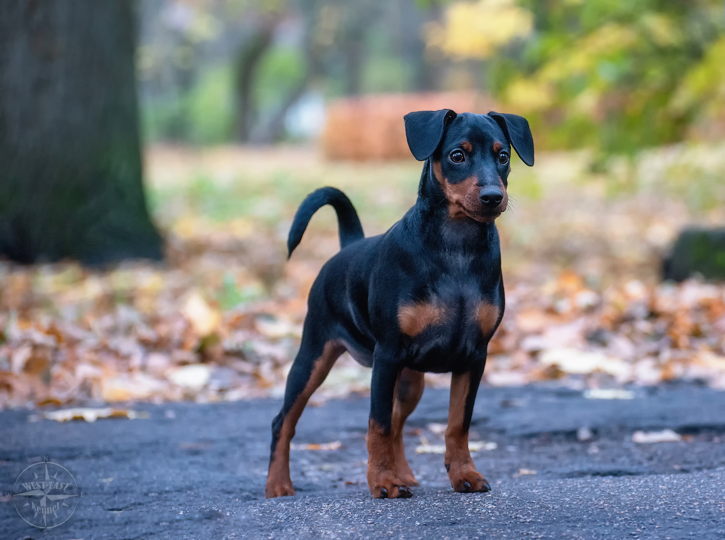 ФОТО СОБАК НА ПРИРОДЕ, В ГОРОДЕ, НА ВЫСТАВКЕ. Фотограф-анималист Ольга Фомичева