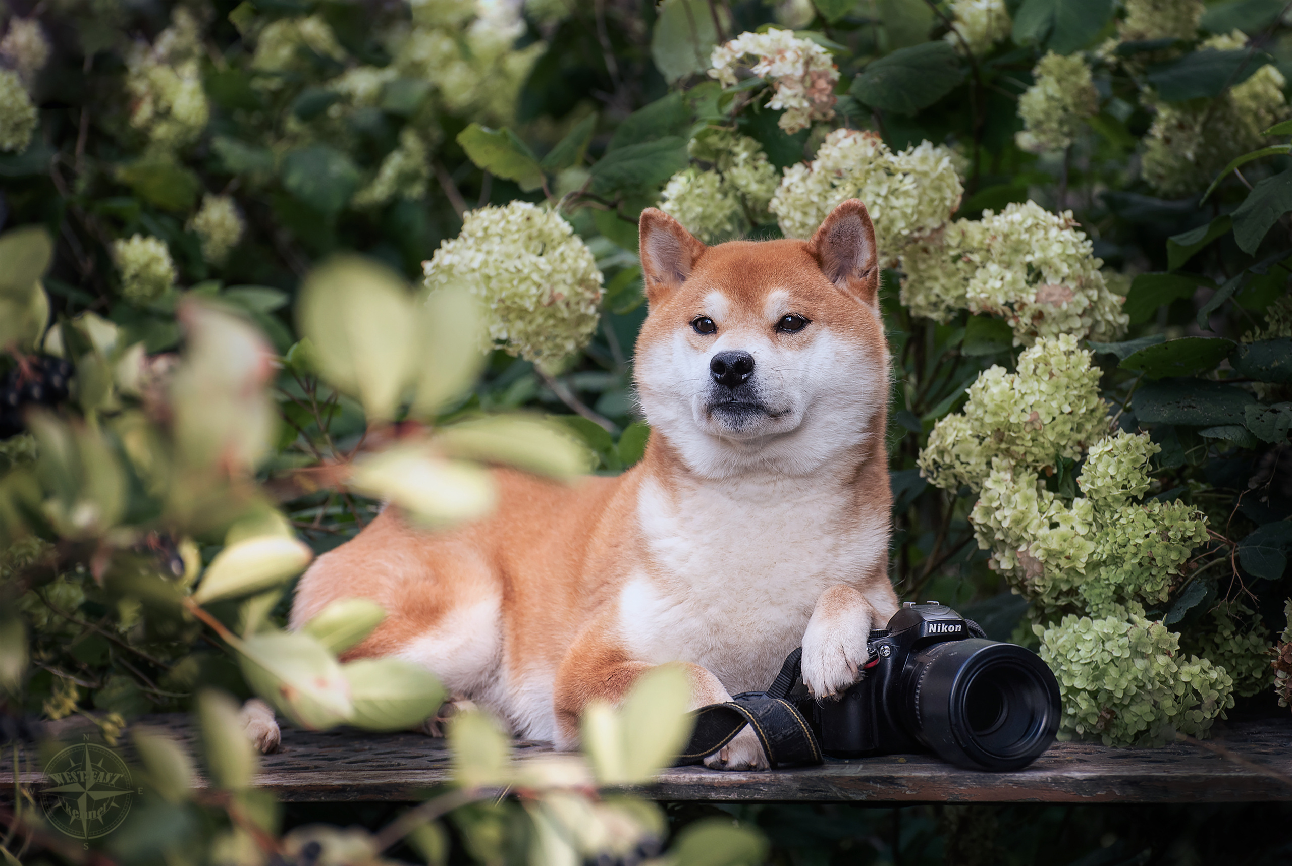 ФОТО СОБАК НА ПРИРОДЕ, В ГОРОДЕ, НА ВЫСТАВКЕ. Фотограф-анималист Ольга Фомичева