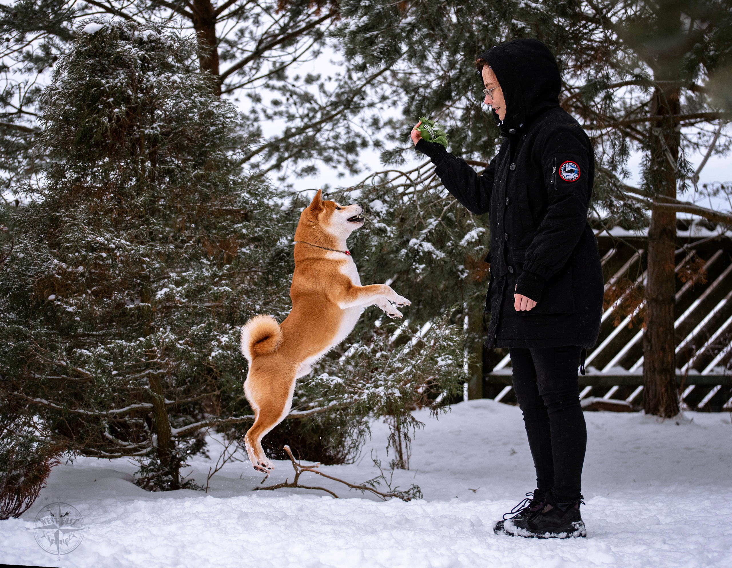 ФОТО СОБАК НА ПРИРОДЕ, В ГОРОДЕ, НА ВЫСТАВКЕ. Фотограф-анималист Ольга Фомичева