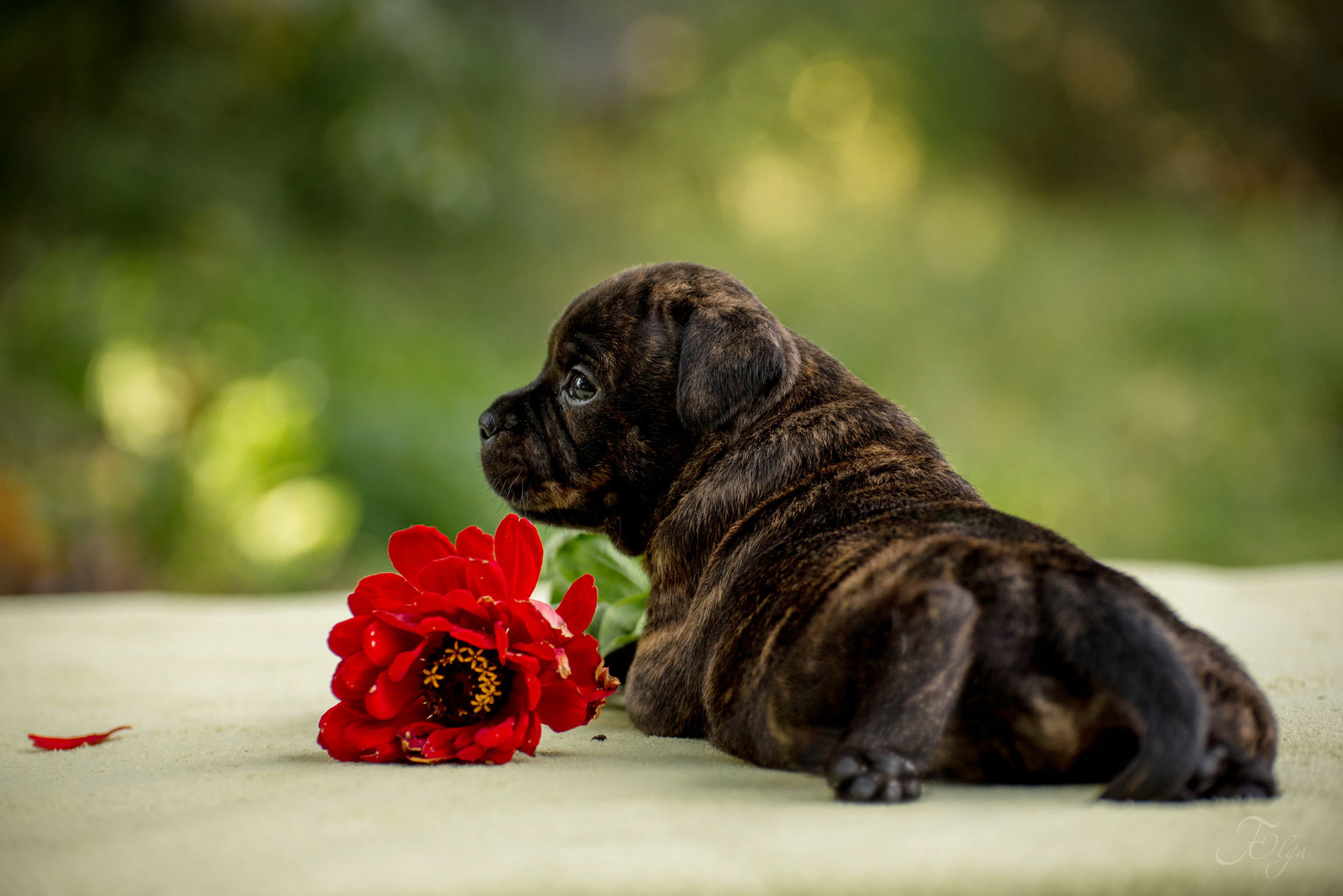 ФОТОСЪЕМКА ЩЕНКОВ И КОТЯТ. Фотограф-анималист Ольга Фомичева