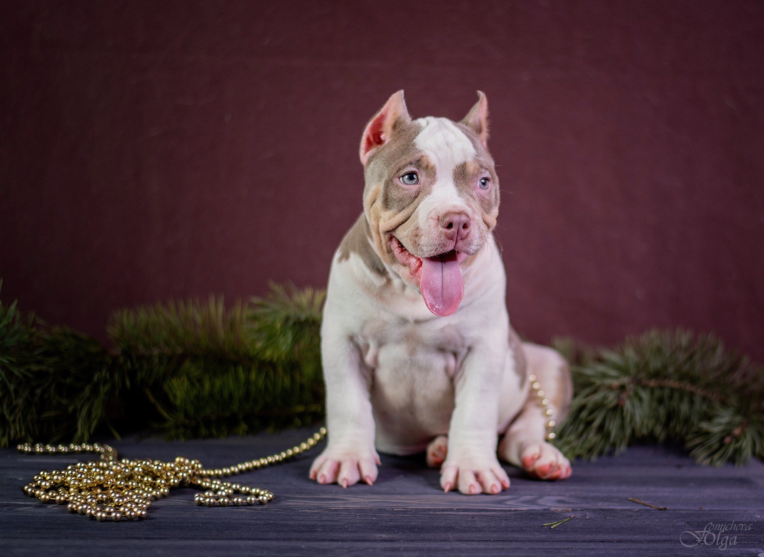 ФОТОСЪЕМКА ЩЕНКОВ И КОТЯТ. Фотограф-анималист Ольга Фомичева