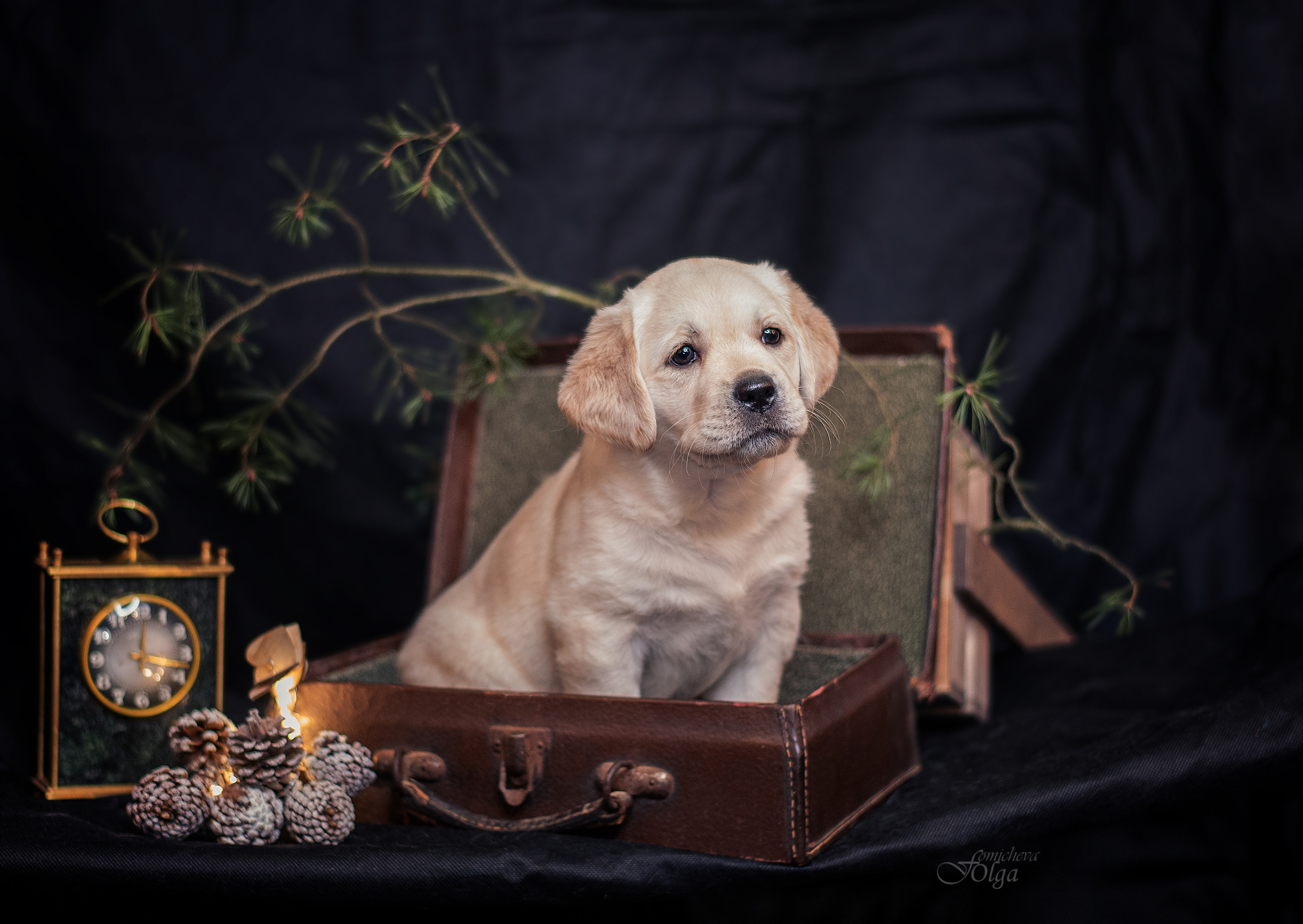 ФОТОСЪЕМКА ЩЕНКОВ И КОТЯТ. Фотограф-анималист Ольга Фомичева