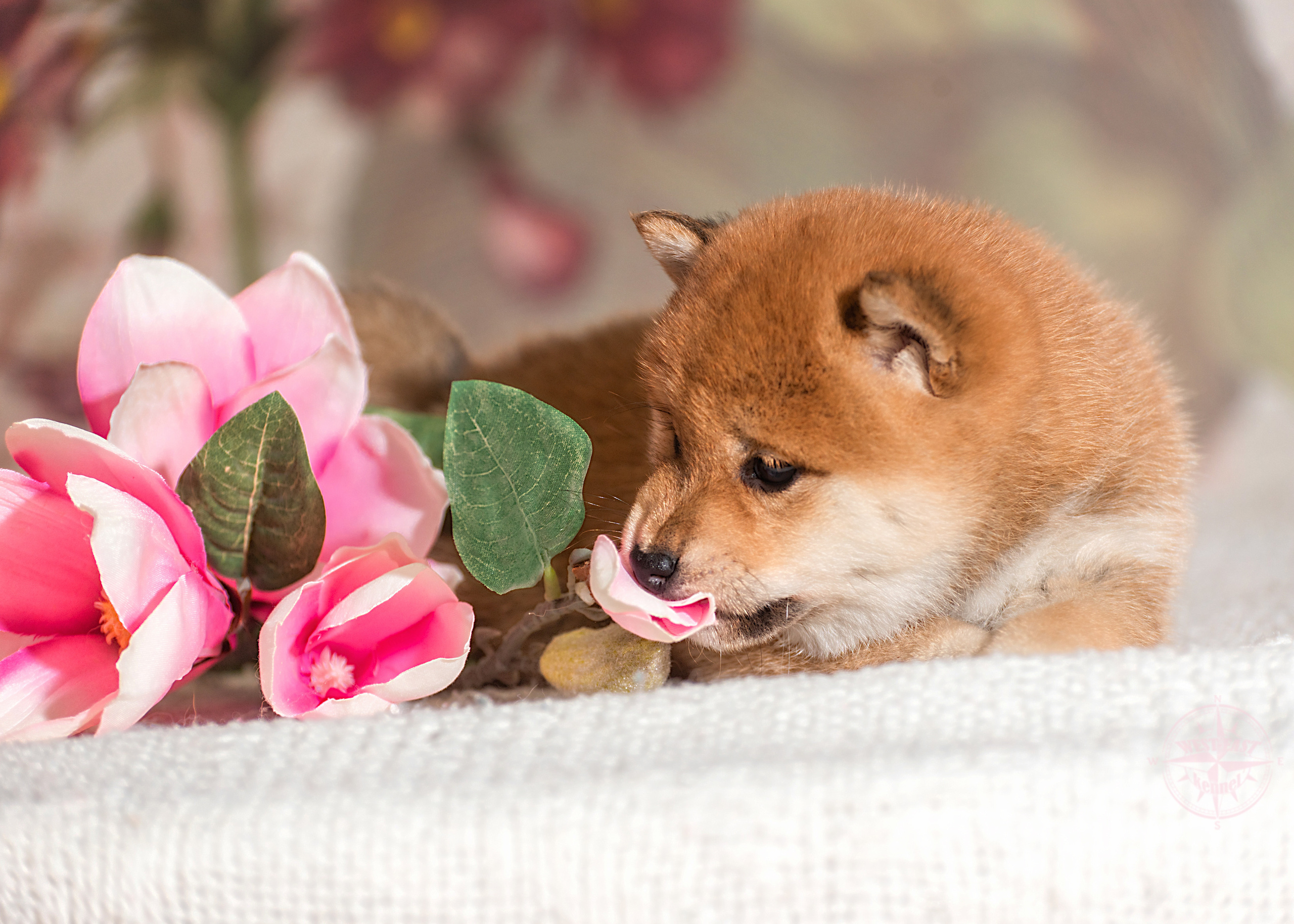 ФОТОСЪЕМКА ЩЕНКОВ И КОТЯТ. Фотограф-анималист Ольга Фомичева