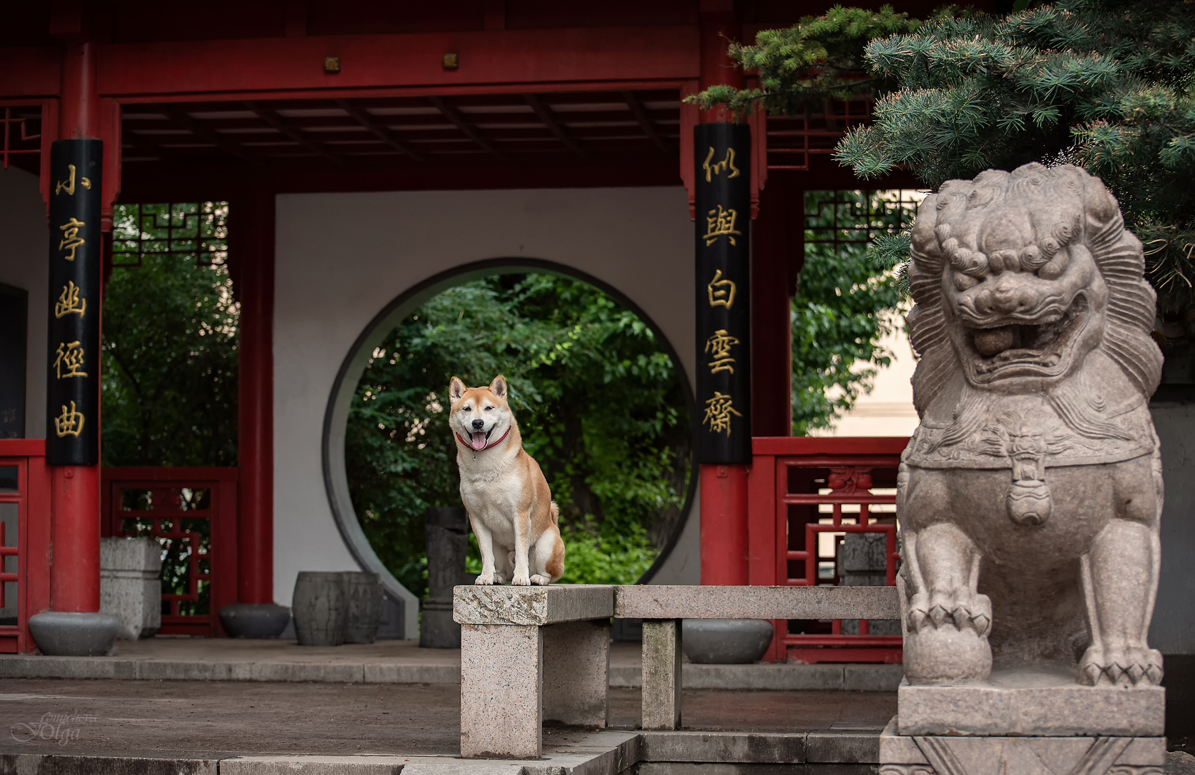 ФОТО СОБАК НА ПРИРОДЕ, В ГОРОДЕ, НА ВЫСТАВКЕ. Фотограф-анималист Ольга Фомичева
