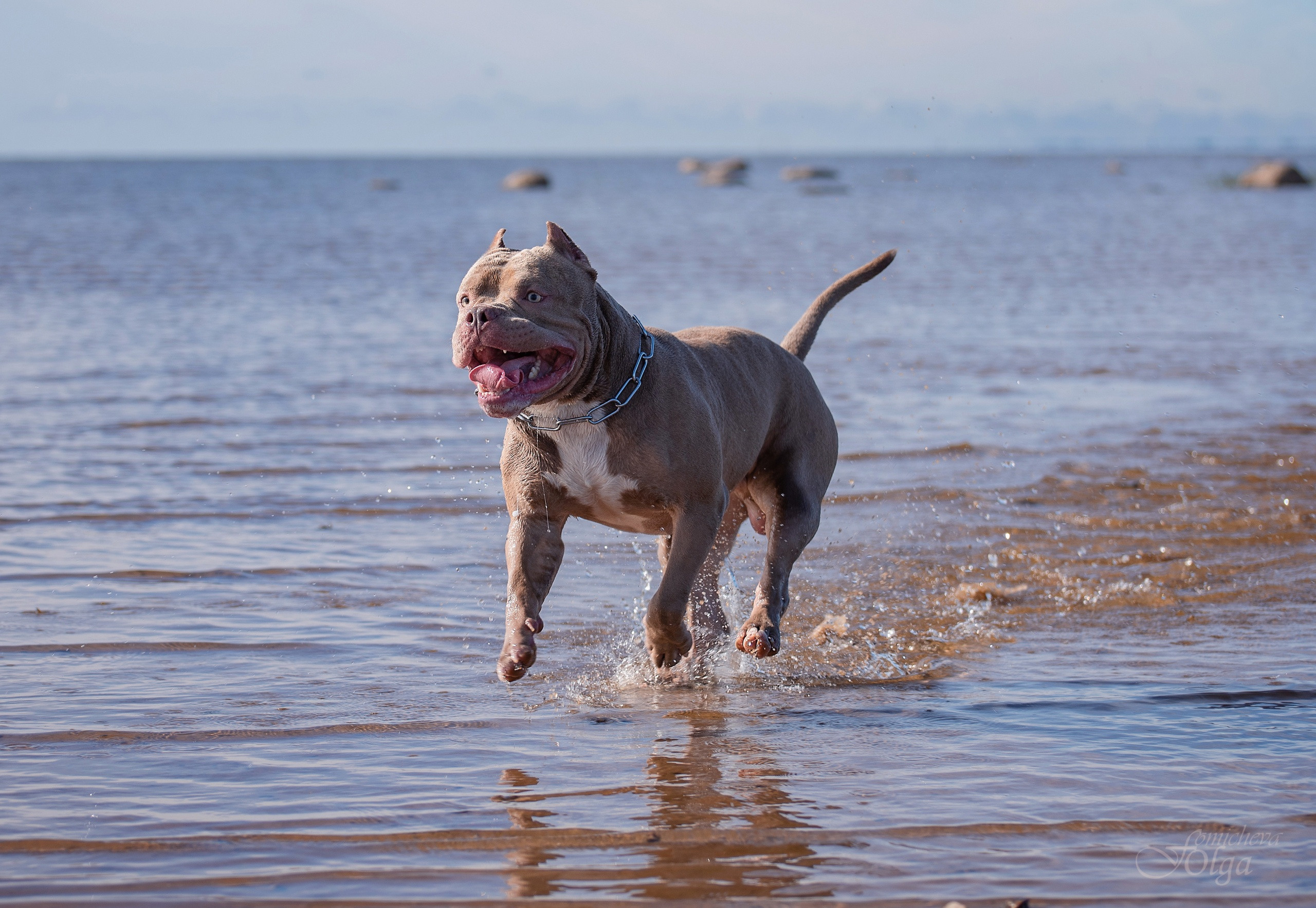ФОТО СОБАК НА ПРИРОДЕ, В ГОРОДЕ, НА ВЫСТАВКЕ. Фотограф-анималист Ольга Фомичева