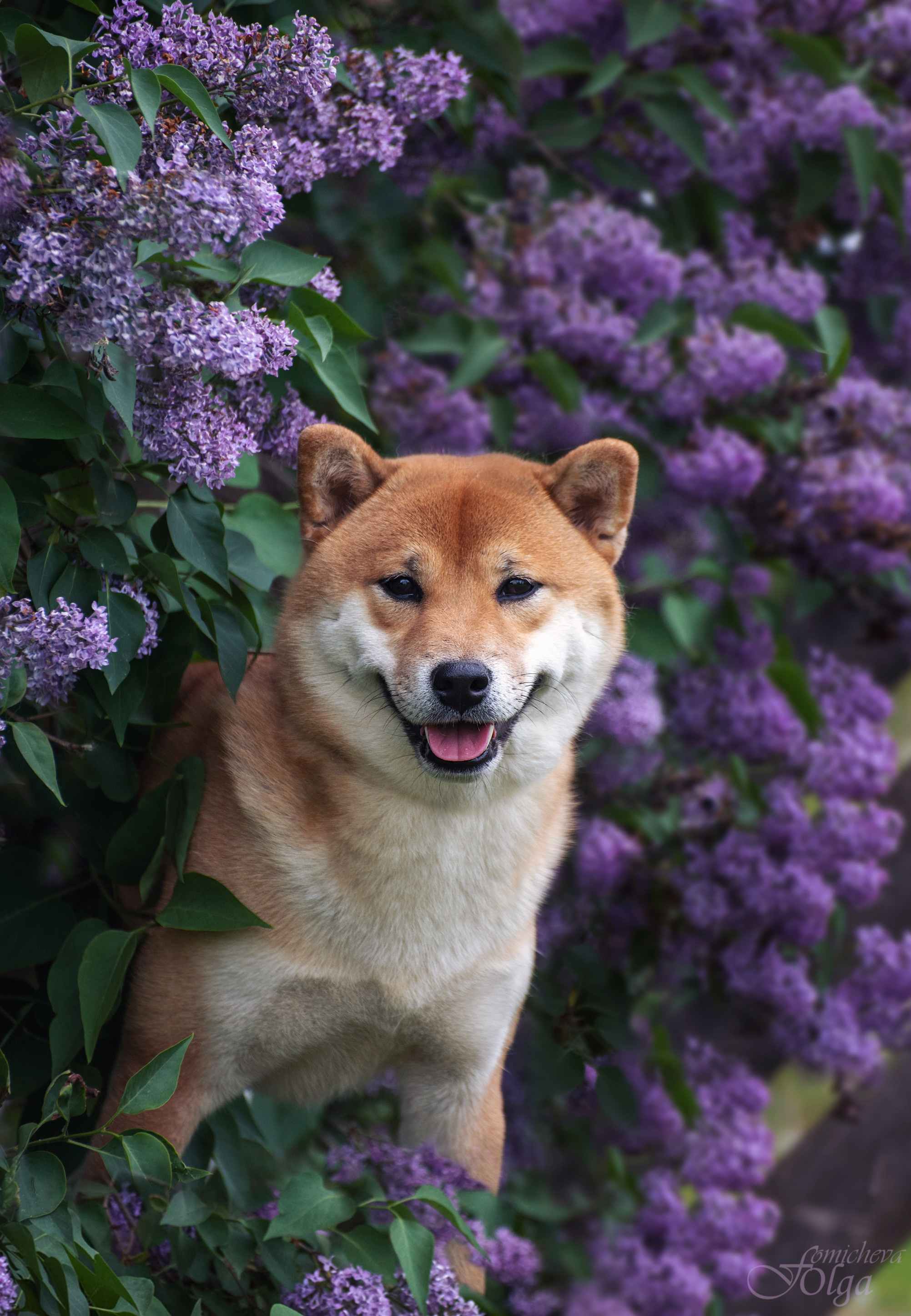 ФОТО СОБАК НА ПРИРОДЕ, В ГОРОДЕ, НА ВЫСТАВКЕ. Фотограф-анималист Ольга Фомичева