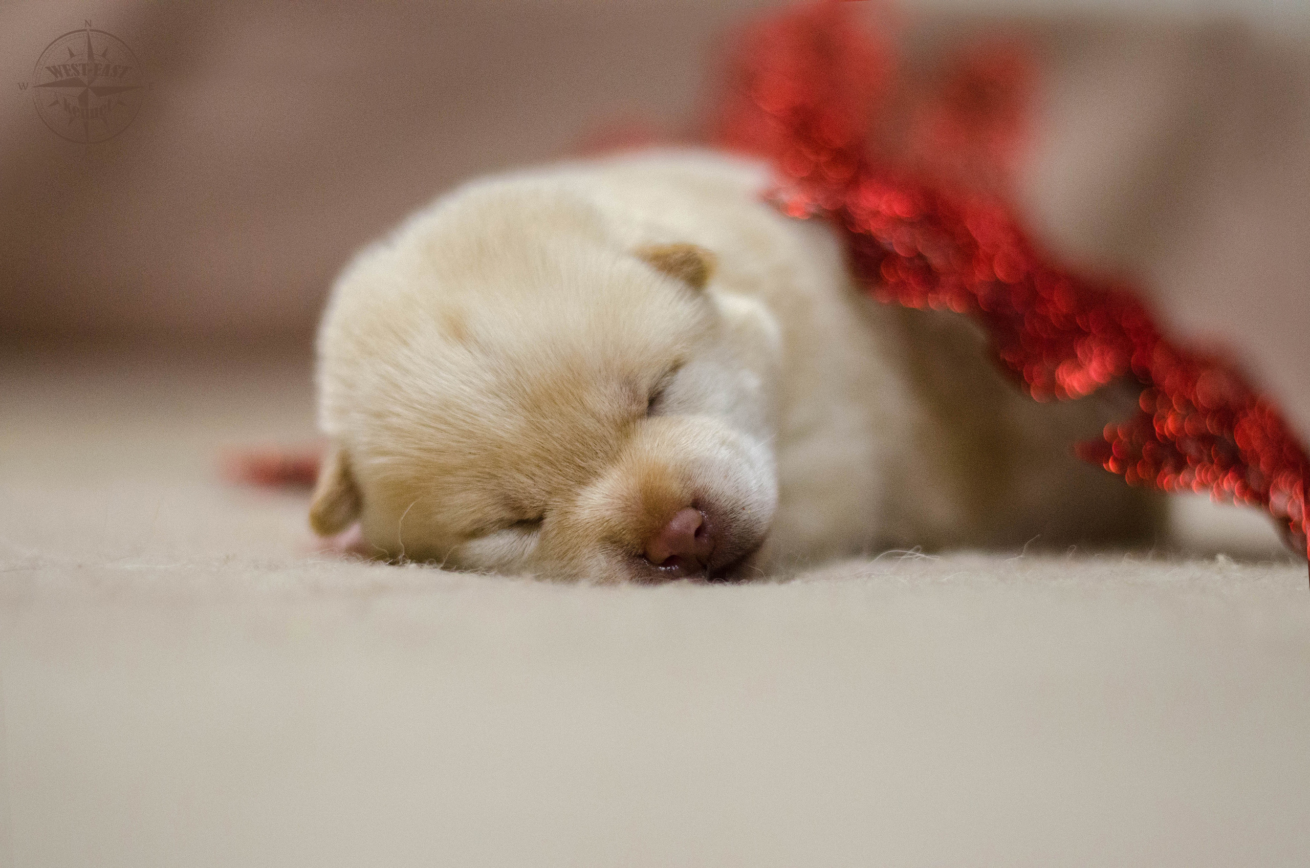 ФОТОСЪЕМКА ЩЕНКОВ И КОТЯТ. Фотограф-анималист Ольга Фомичева