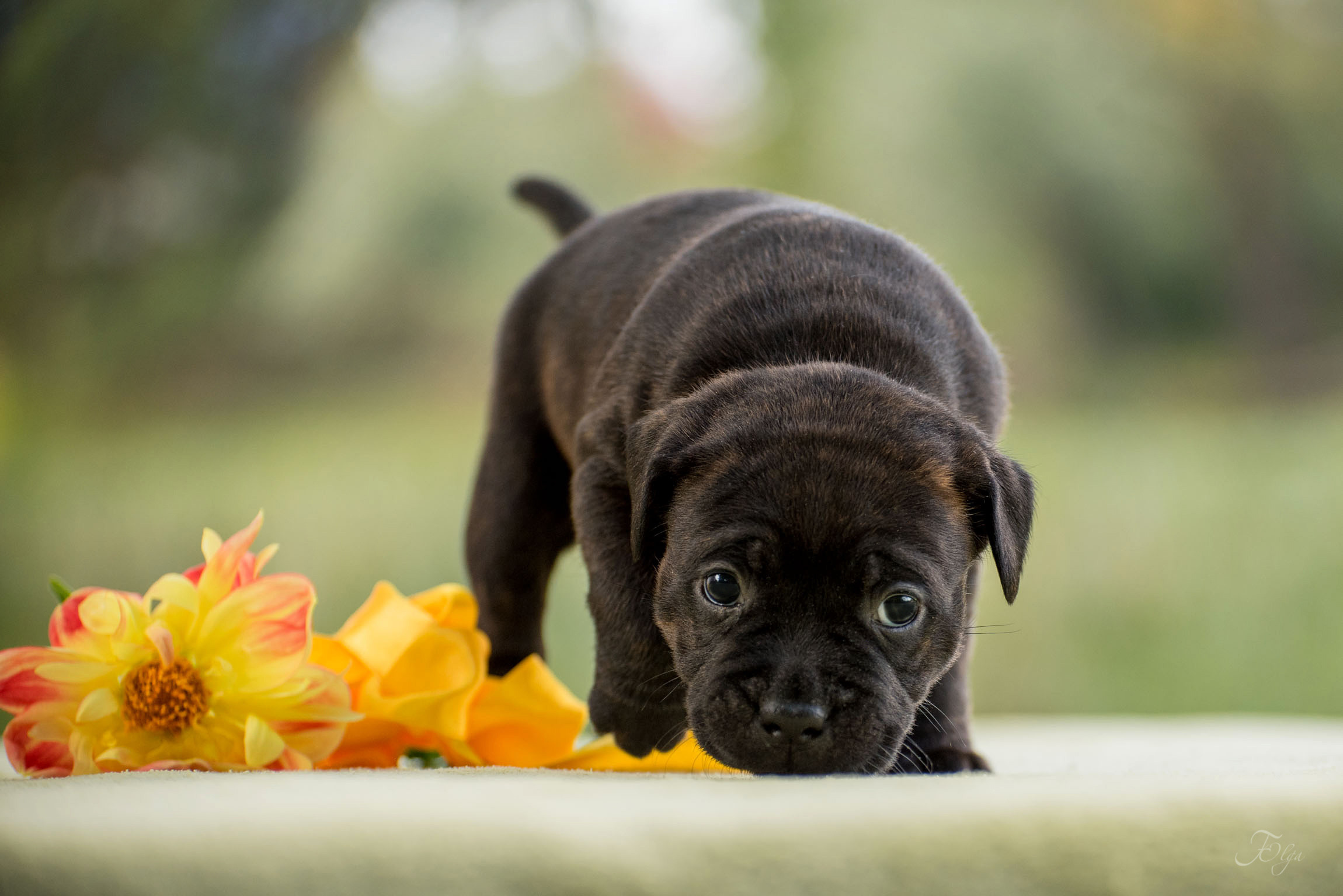 ФОТОСЪЕМКА ЩЕНКОВ И КОТЯТ. Фотограф-анималист Ольга Фомичева