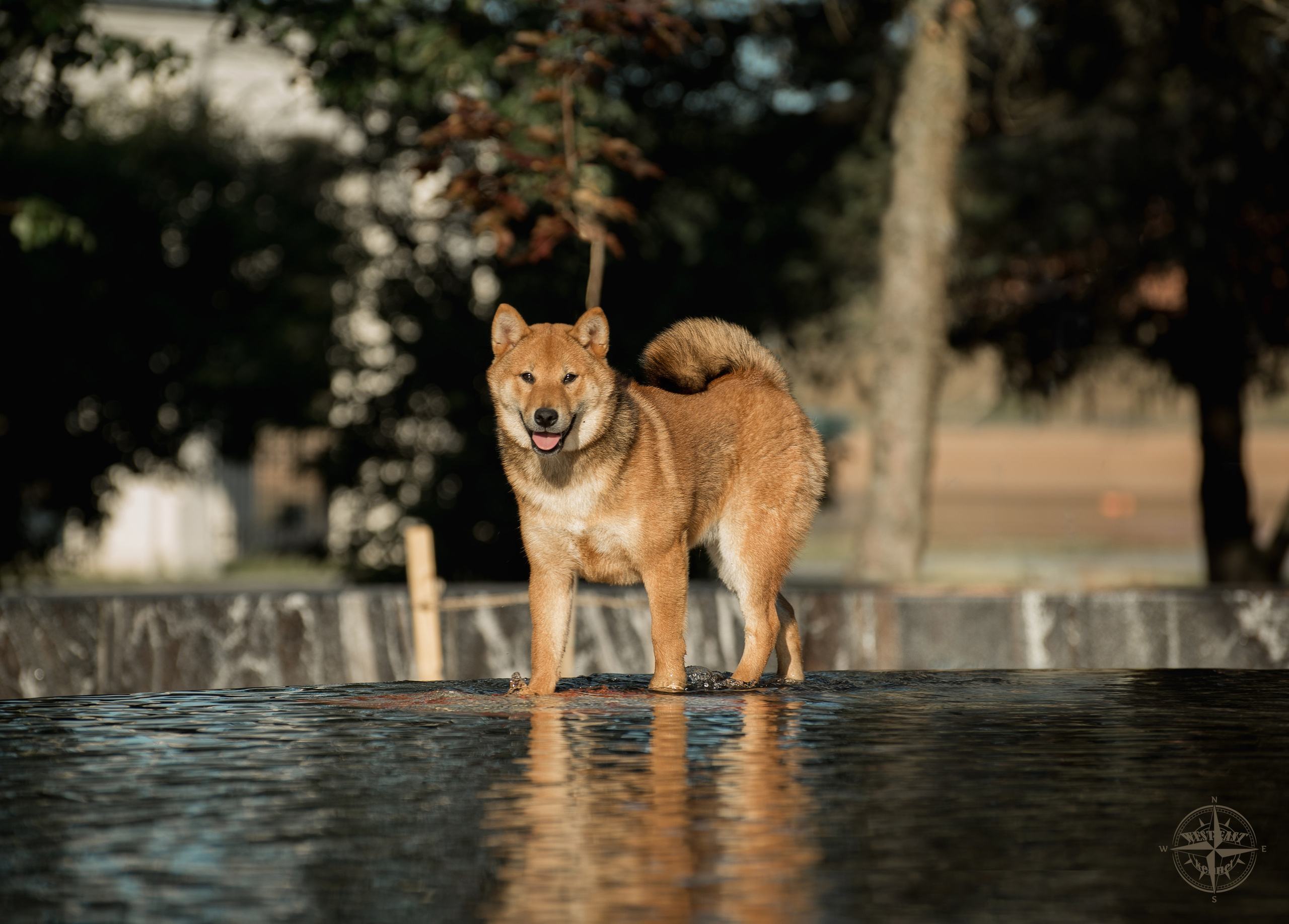 ФОТО СОБАК НА ПРИРОДЕ, В ГОРОДЕ, НА ВЫСТАВКЕ. Фотограф-анималист Ольга Фомичева