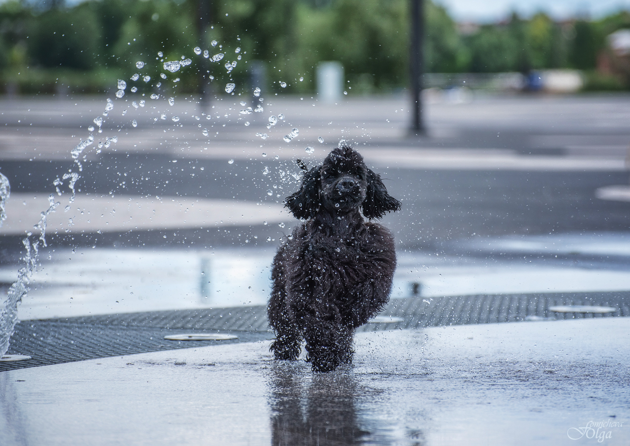 ФОТО СОБАК НА ПРИРОДЕ, В ГОРОДЕ, НА ВЫСТАВКЕ. Фотограф-анималист Ольга Фомичева