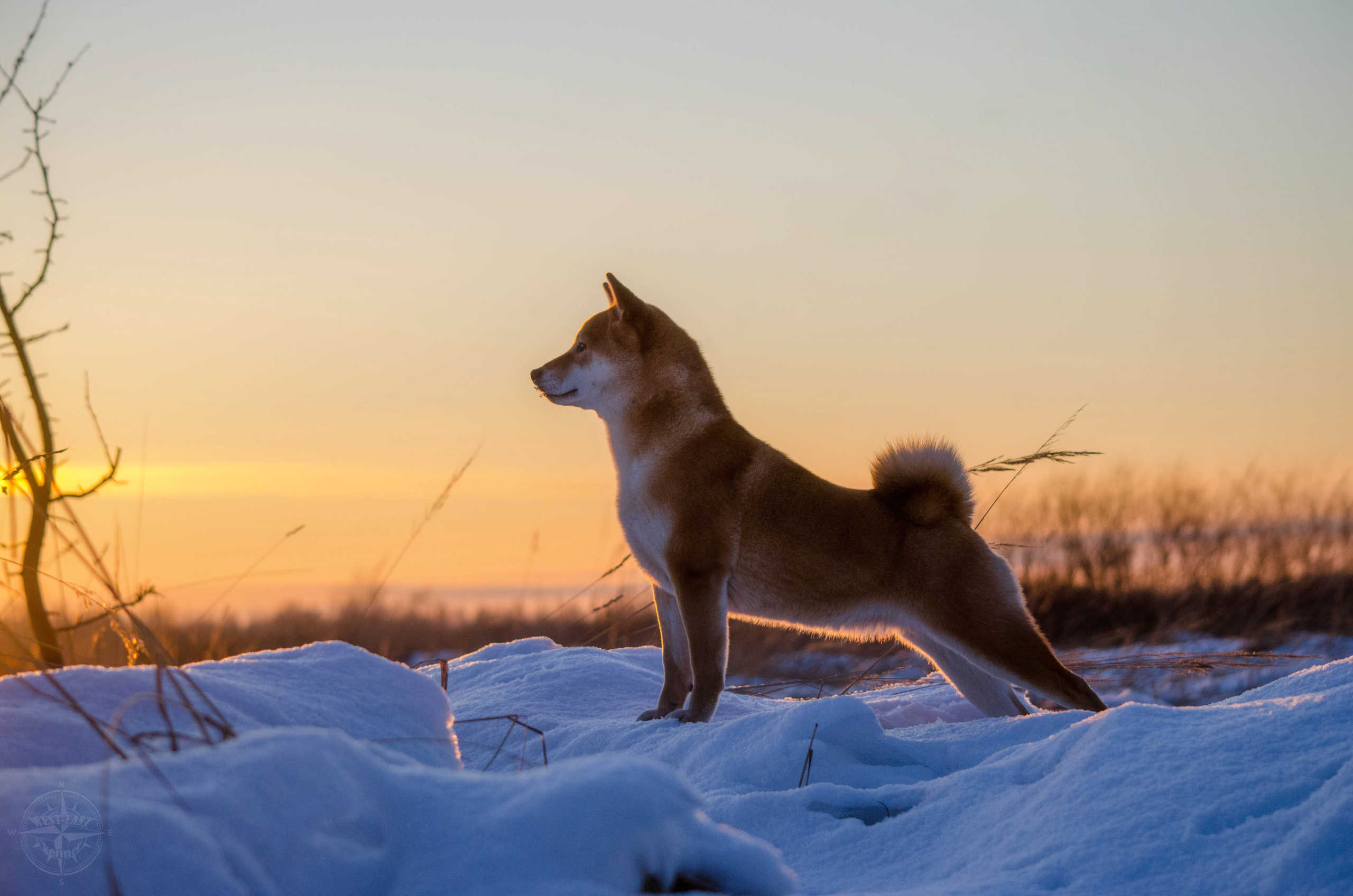 ФОТО СОБАК НА ПРИРОДЕ, В ГОРОДЕ, НА ВЫСТАВКЕ. Фотограф-анималист Ольга Фомичева