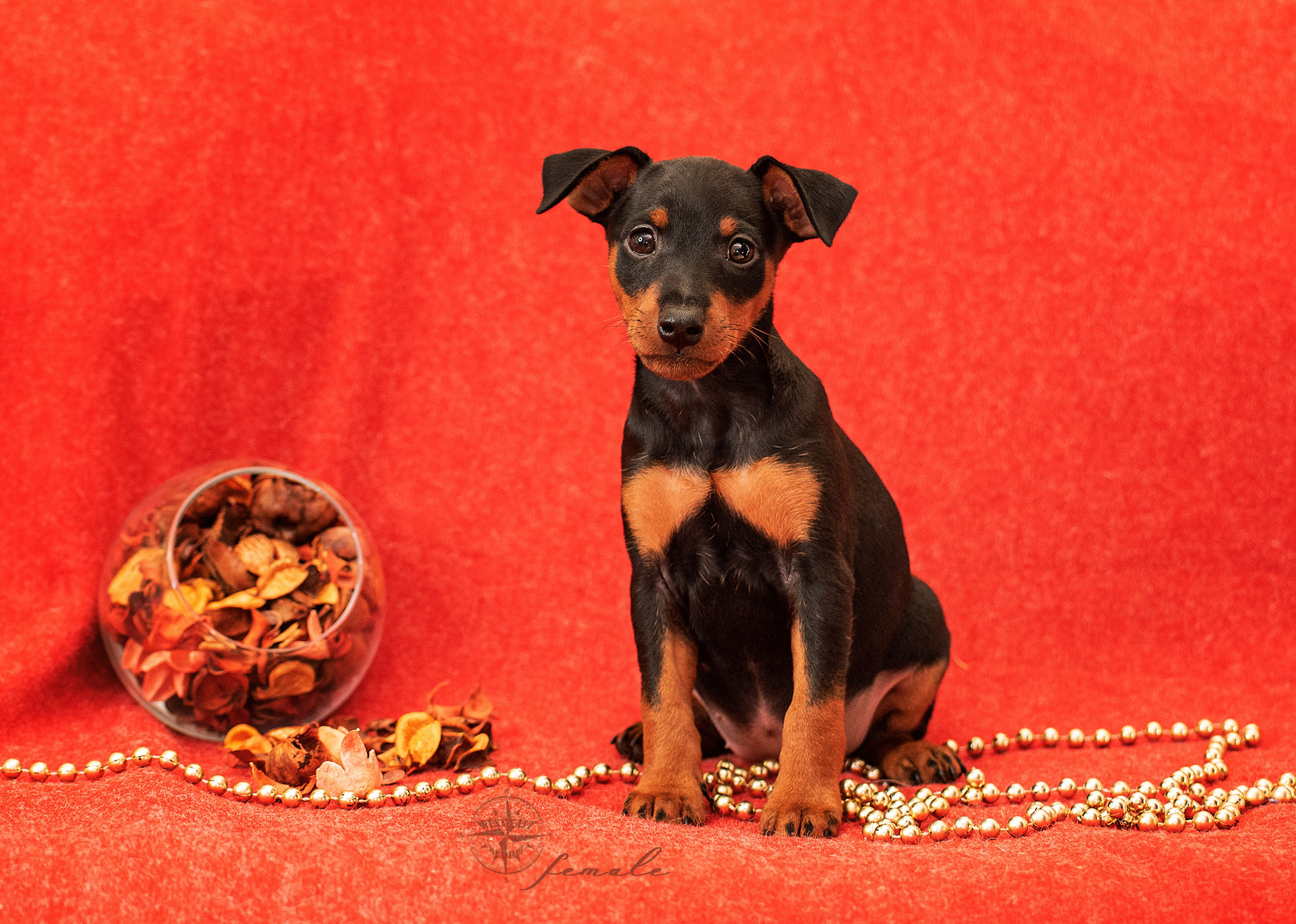 ФОТОСЪЕМКА ЩЕНКОВ И КОТЯТ. Фотограф-анималист Ольга Фомичева