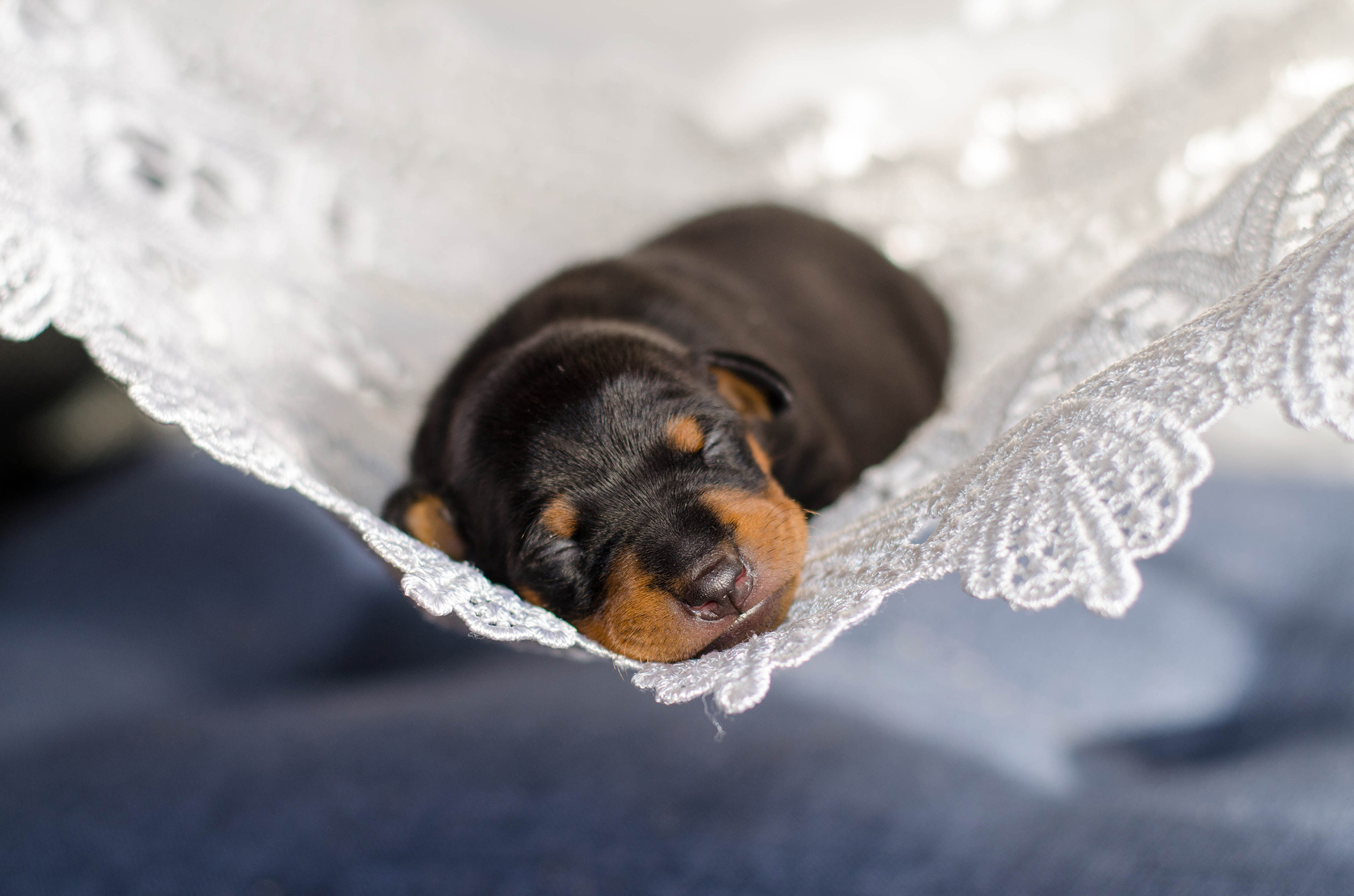 ФОТОСЪЕМКА ЩЕНКОВ И КОТЯТ. Фотограф-анималист Ольга Фомичева