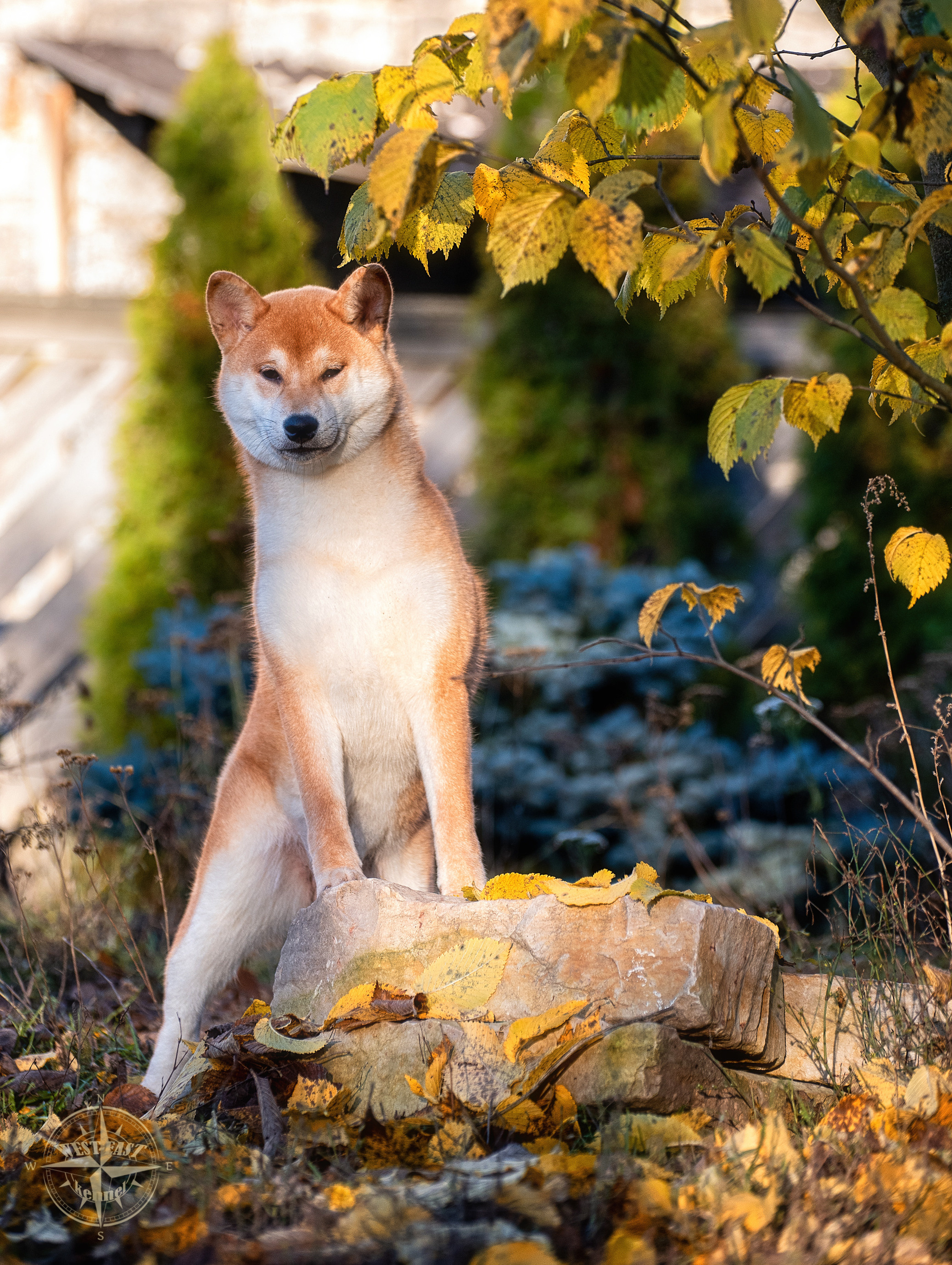 ФОТО СОБАК НА ПРИРОДЕ, В ГОРОДЕ, НА ВЫСТАВКЕ. Фотограф-анималист Ольга Фомичева
