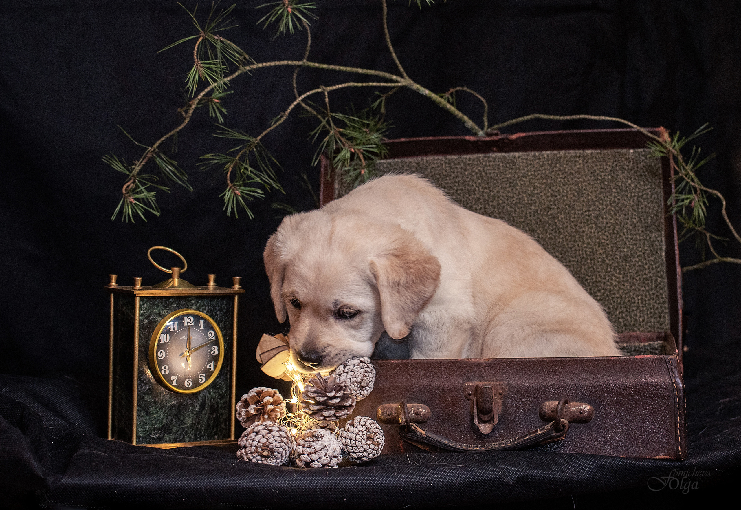 ФОТОСЪЕМКА ЩЕНКОВ И КОТЯТ. Фотограф-анималист Ольга Фомичева