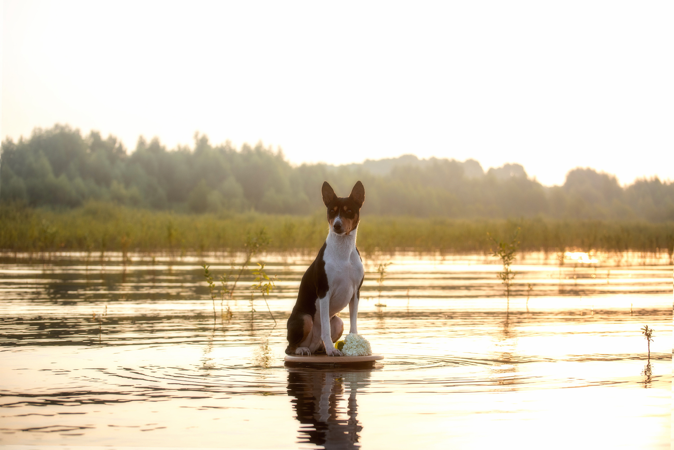 ФОТО СОБАК НА ПРИРОДЕ, В ГОРОДЕ, НА ВЫСТАВКЕ. Фотограф-анималист Ольга Фомичева