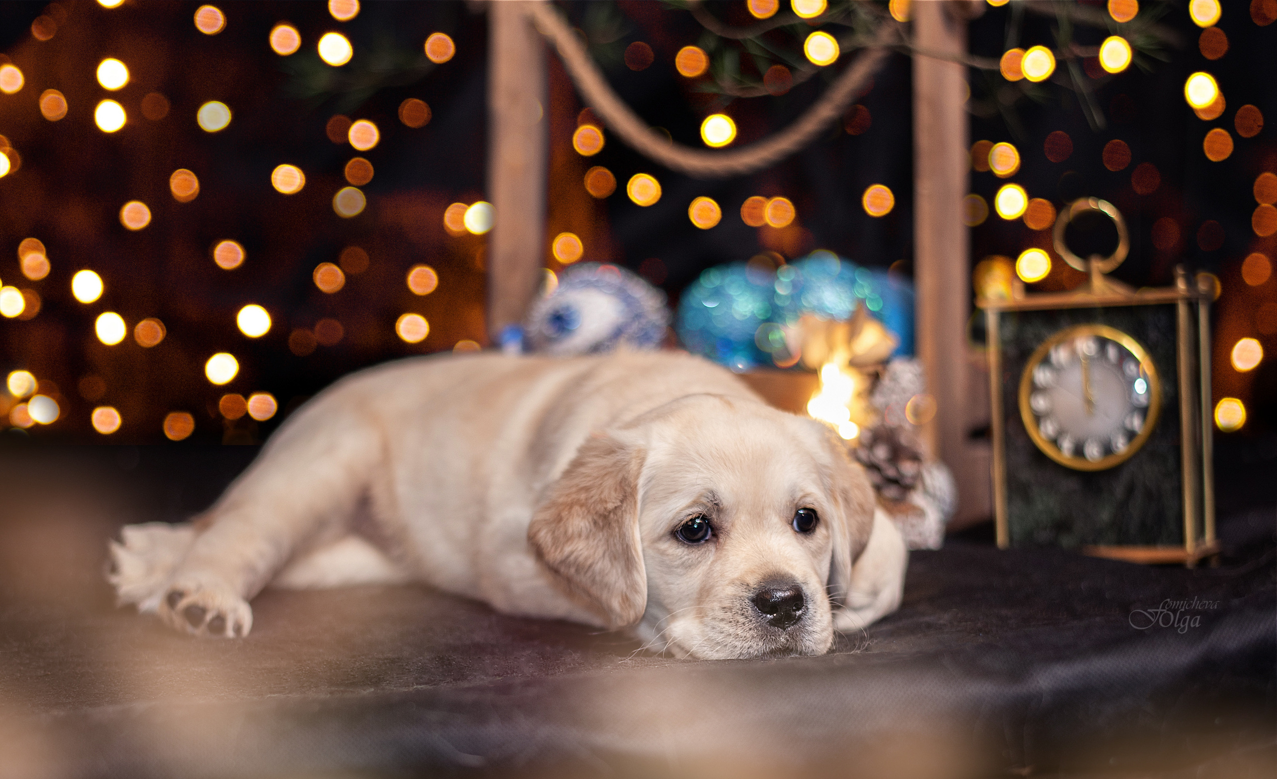 ФОТОСЪЕМКА ЩЕНКОВ И КОТЯТ. Фотограф-анималист Ольга Фомичева