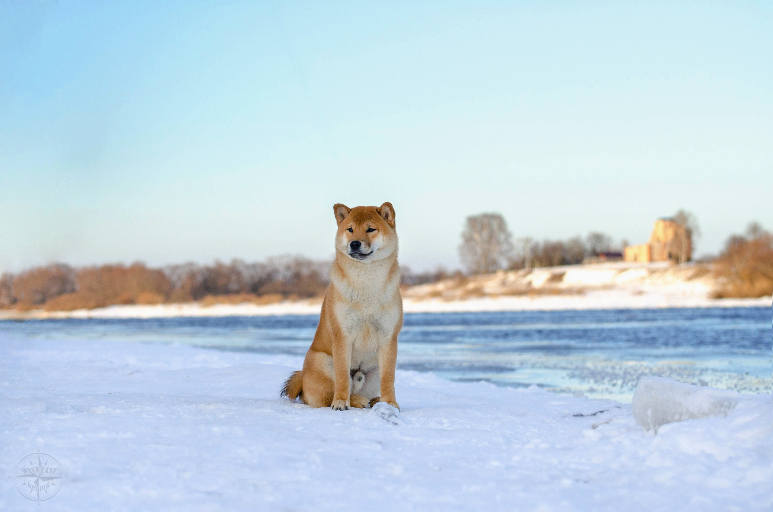 ФОТО СОБАК НА ПРИРОДЕ, В ГОРОДЕ, НА ВЫСТАВКЕ. Фотограф-анималист Ольга Фомичева