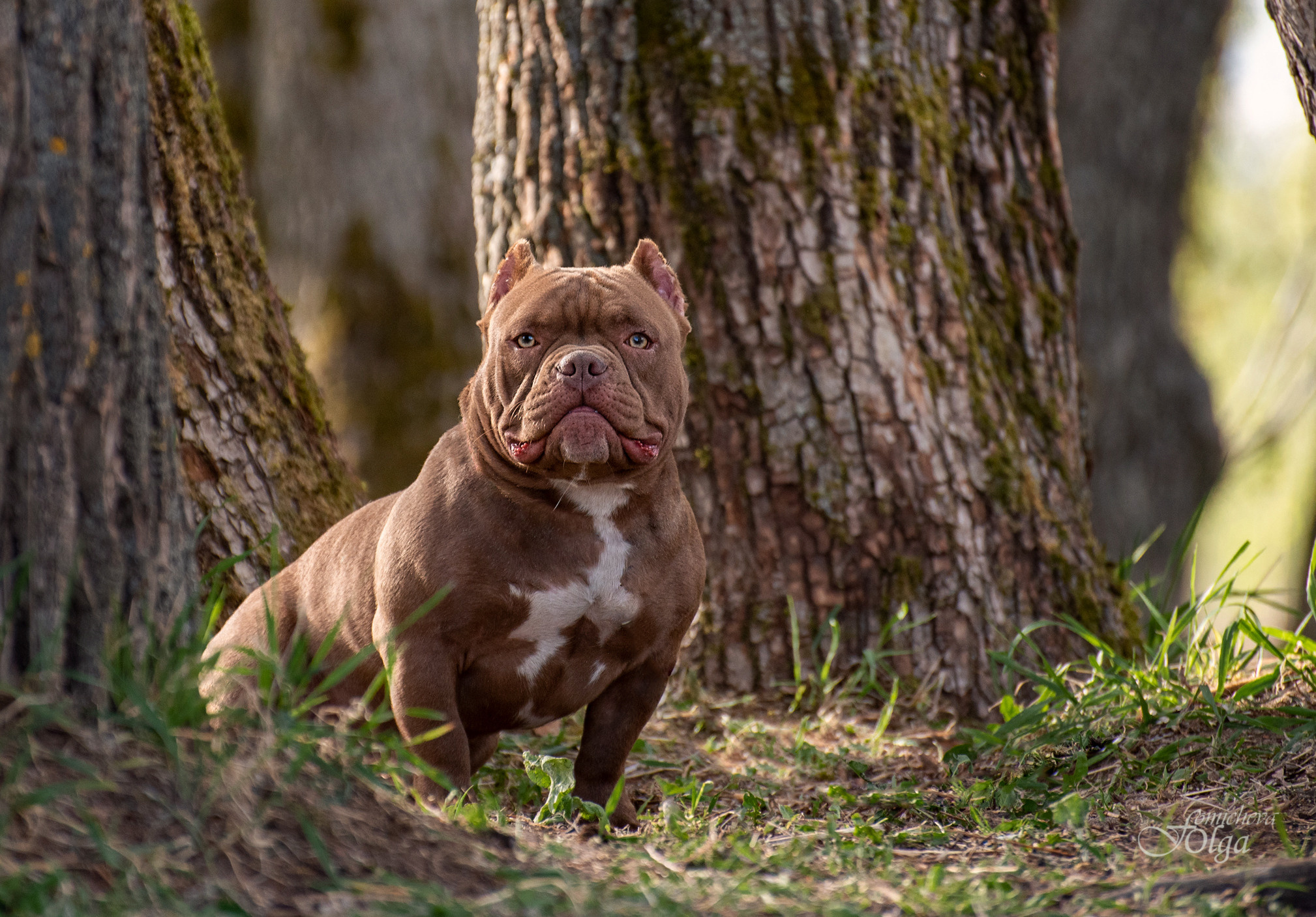 ФОТО СОБАК НА ПРИРОДЕ, В ГОРОДЕ, НА ВЫСТАВКЕ. Фотограф-анималист Ольга Фомичева