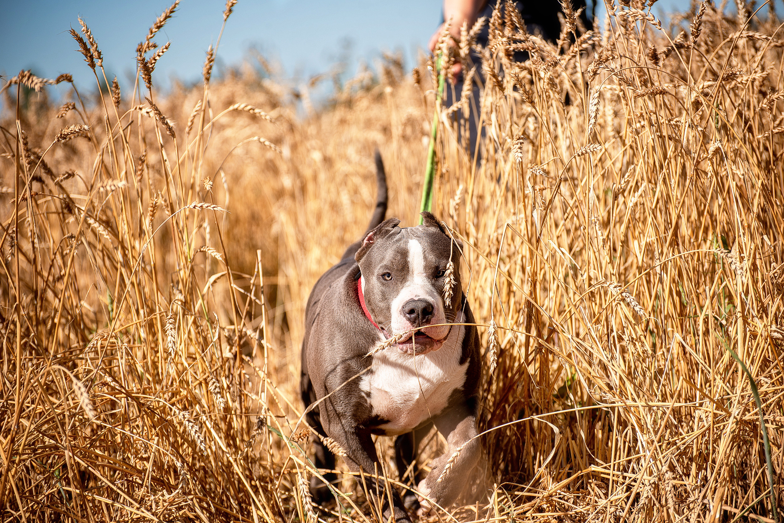 ФОТО СОБАК НА ПРИРОДЕ, В ГОРОДЕ, НА ВЫСТАВКЕ. Фотограф-анималист Ольга Фомичева