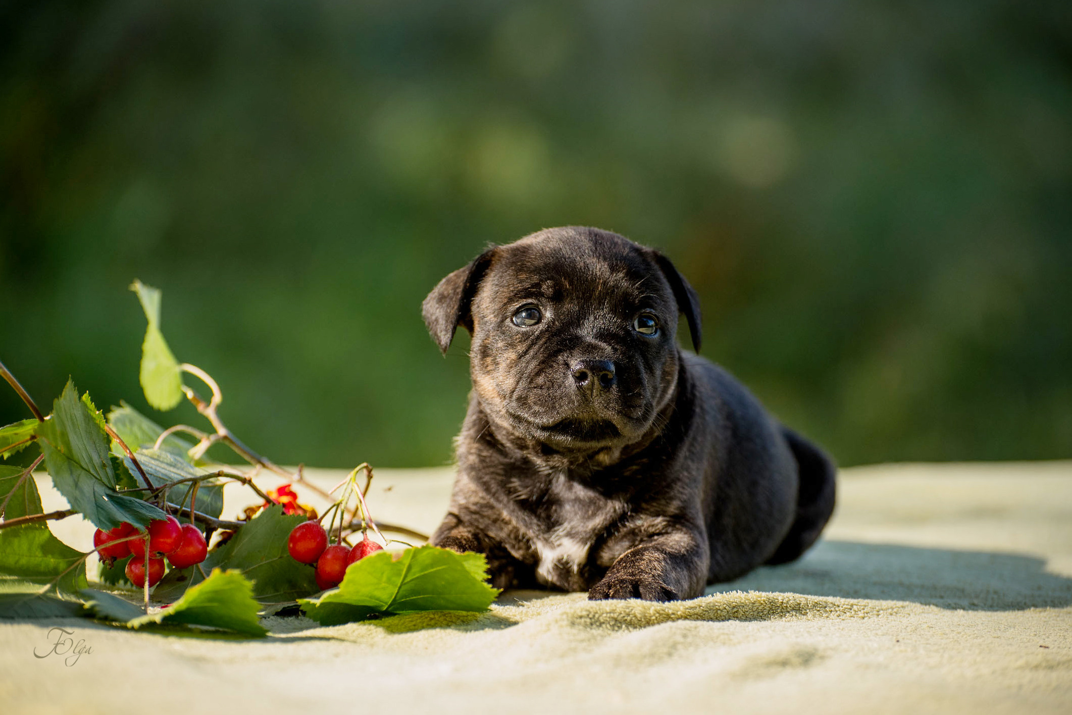 ФОТОСЪЕМКА ЩЕНКОВ И КОТЯТ. Фотограф-анималист Ольга Фомичева
