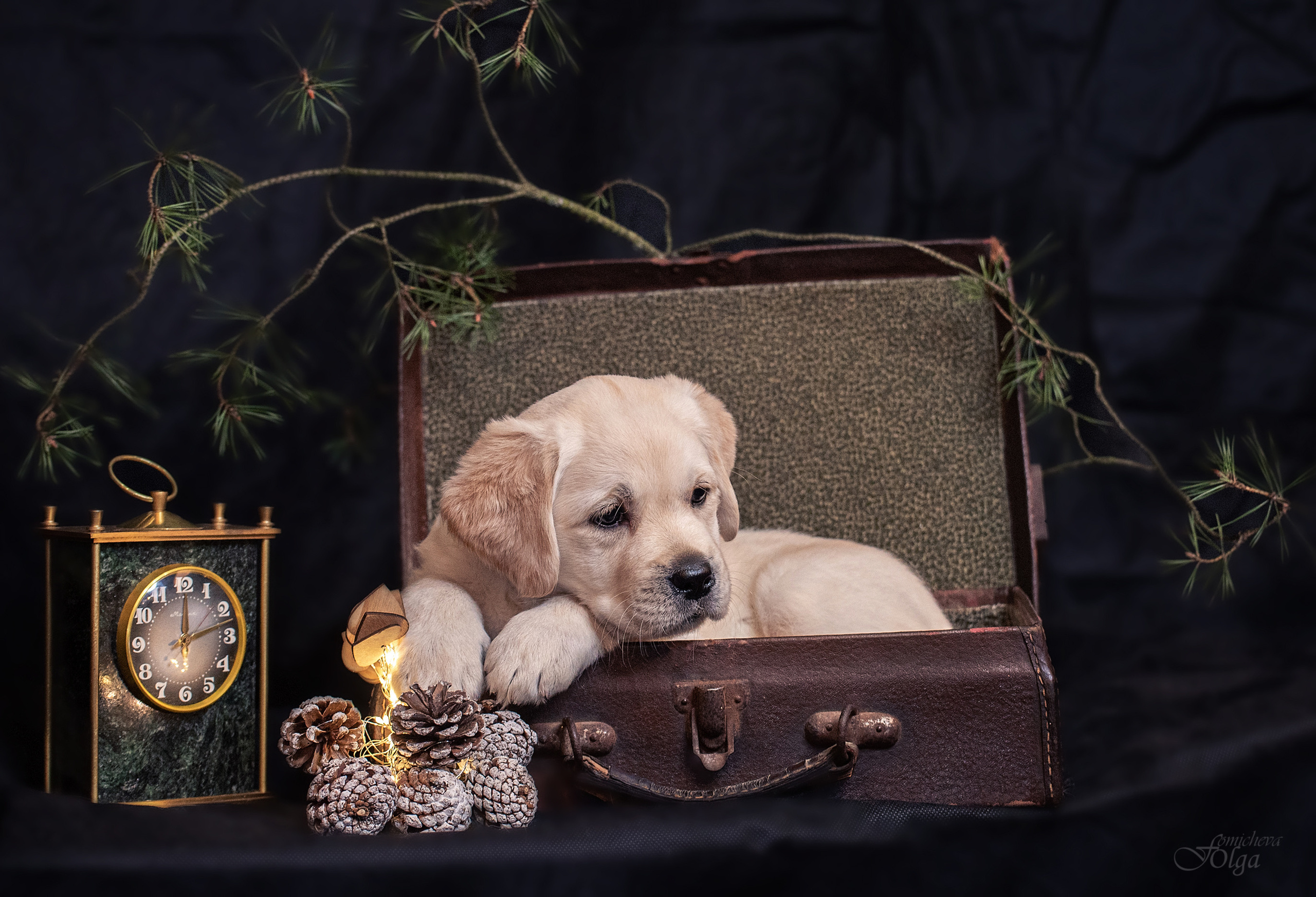 ФОТОСЪЕМКА ЩЕНКОВ И КОТЯТ. Фотограф-анималист Ольга Фомичева