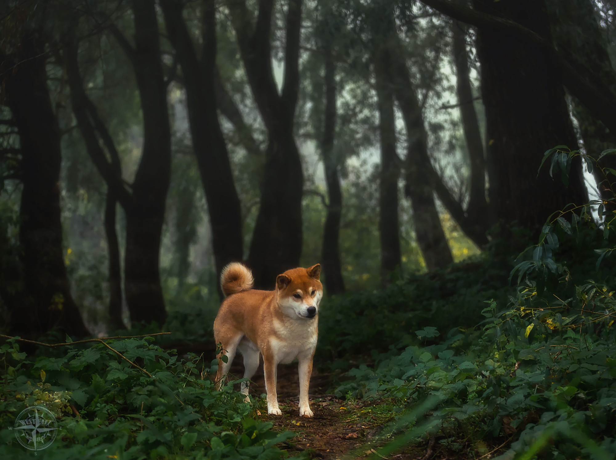 ФОТО СОБАК НА ПРИРОДЕ, В ГОРОДЕ, НА ВЫСТАВКЕ. Фотограф-анималист Ольга Фомичева