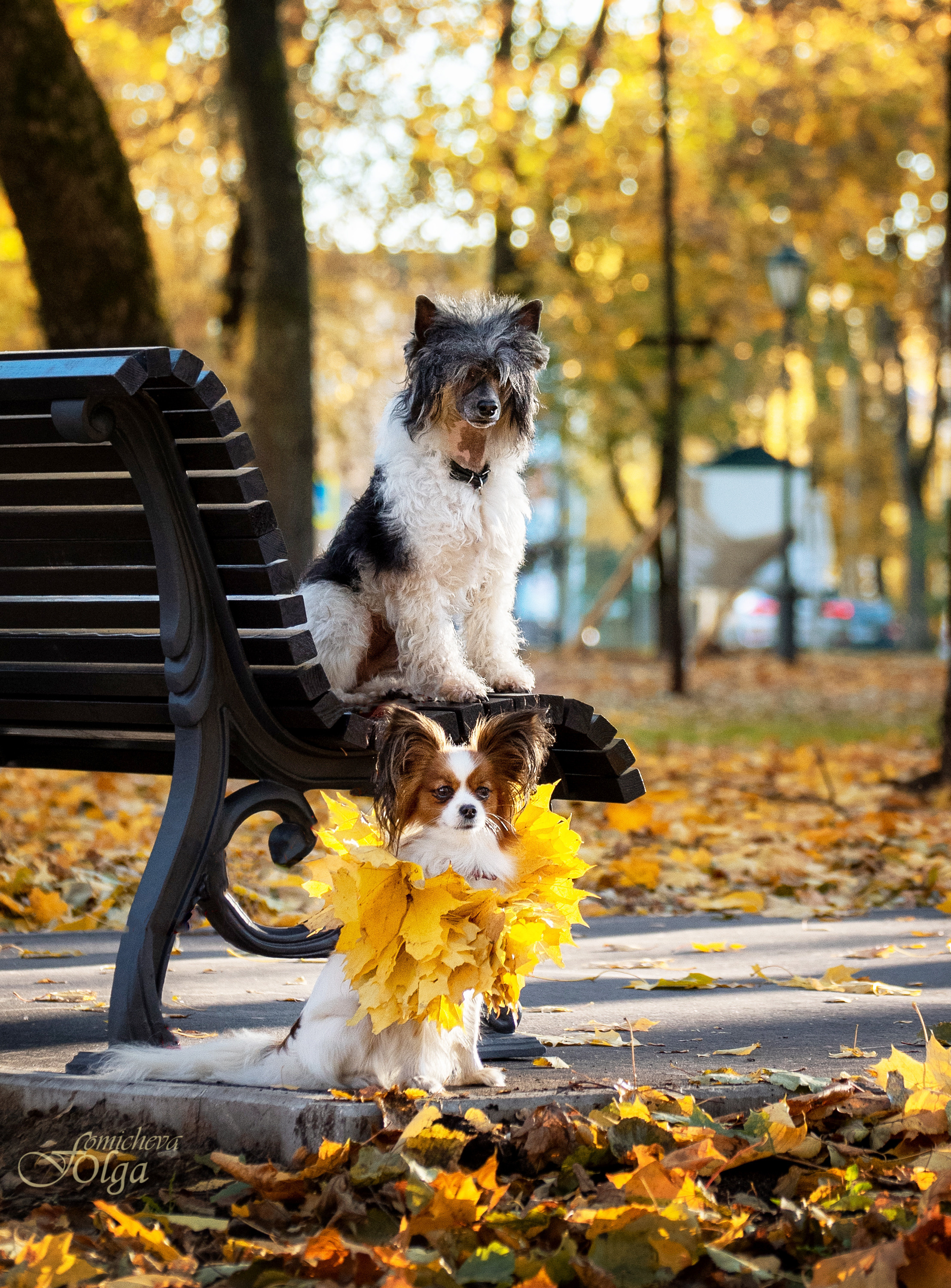 ФОТО СОБАК НА ПРИРОДЕ, В ГОРОДЕ, НА ВЫСТАВКЕ. Фотограф-анималист Ольга Фомичева