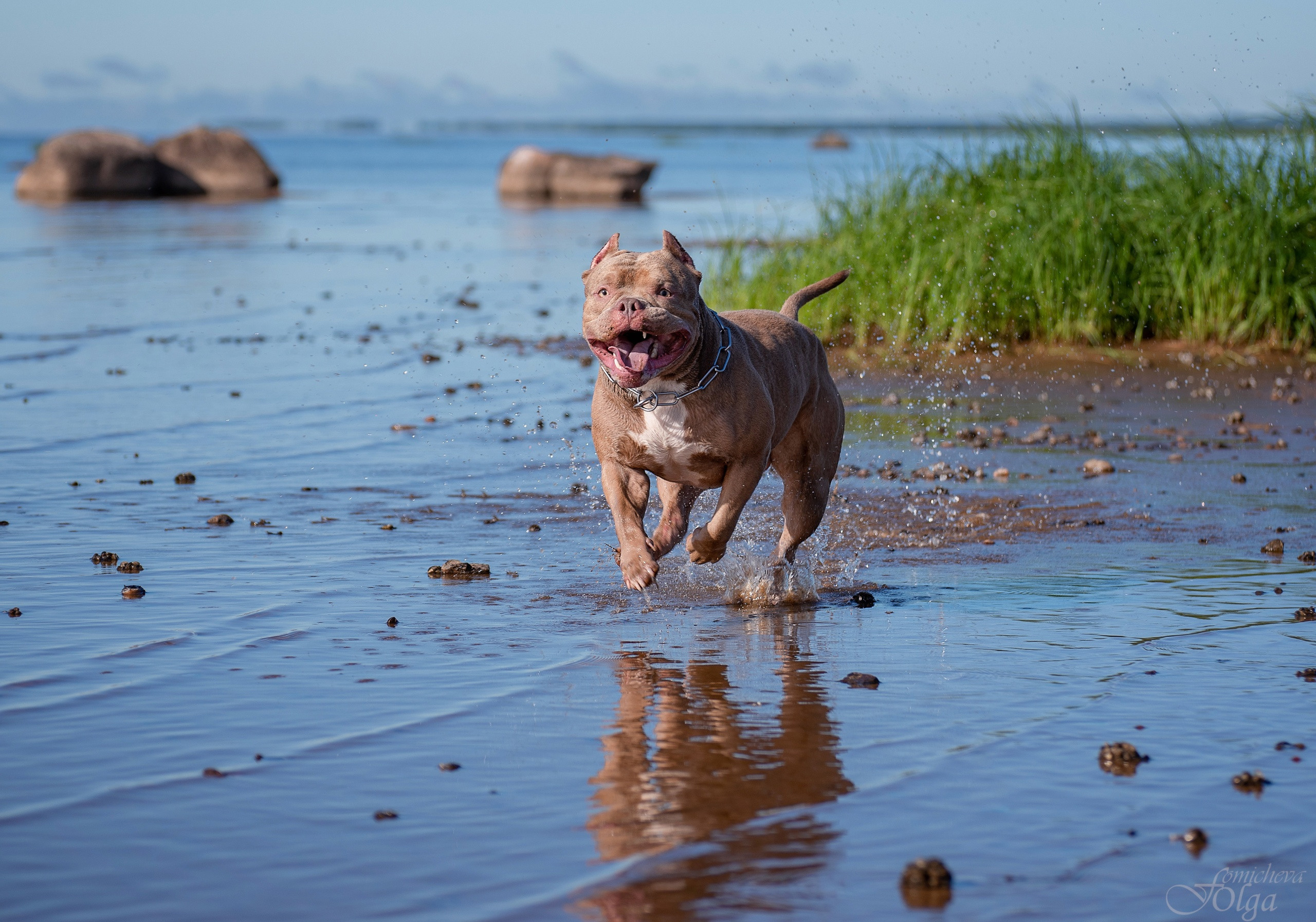 ФОТО СОБАК НА ПРИРОДЕ, В ГОРОДЕ, НА ВЫСТАВКЕ. Фотограф-анималист Ольга Фомичева