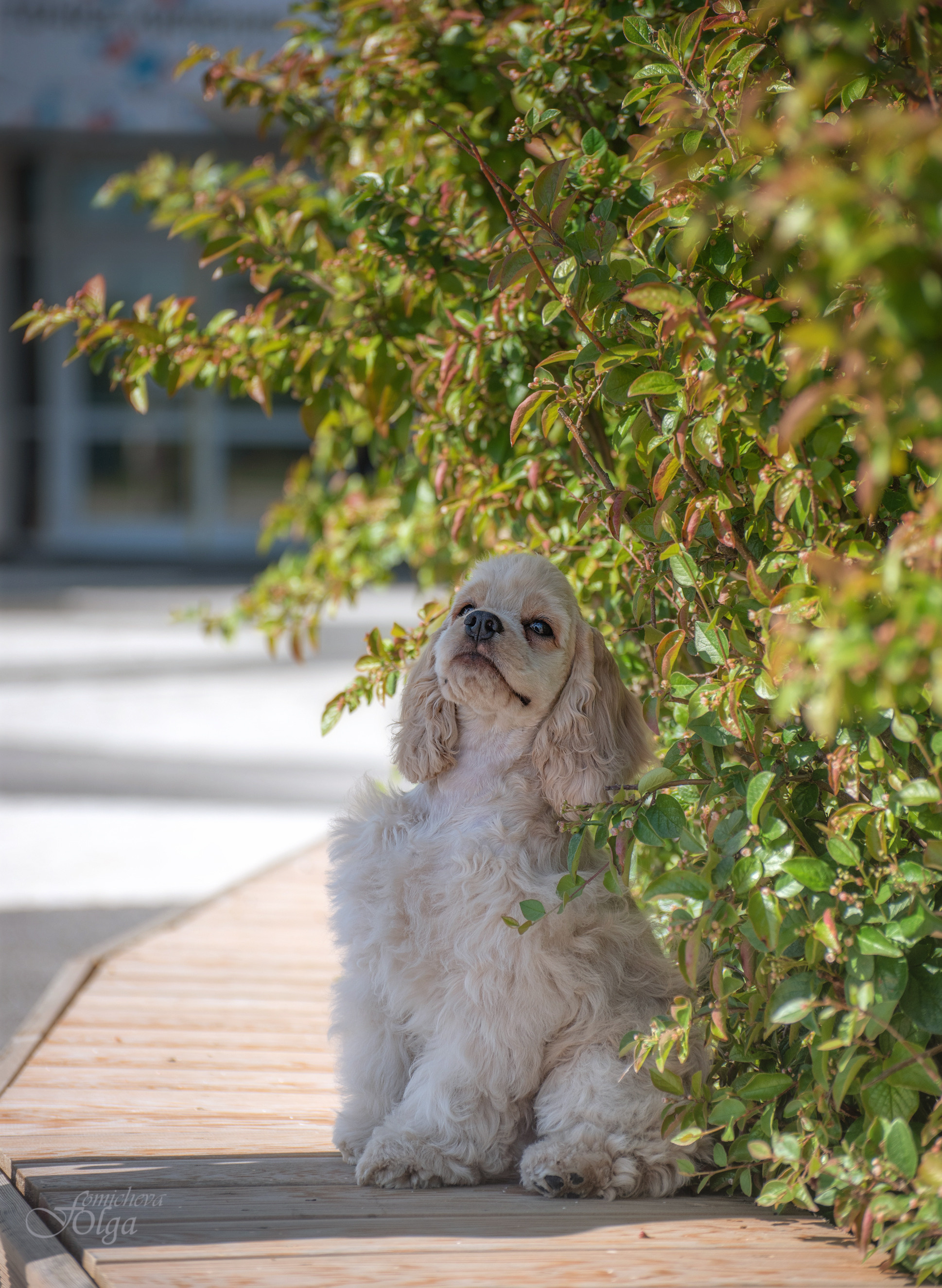 ФОТО СОБАК НА ПРИРОДЕ, В ГОРОДЕ, НА ВЫСТАВКЕ. Фотограф-анималист Ольга Фомичева