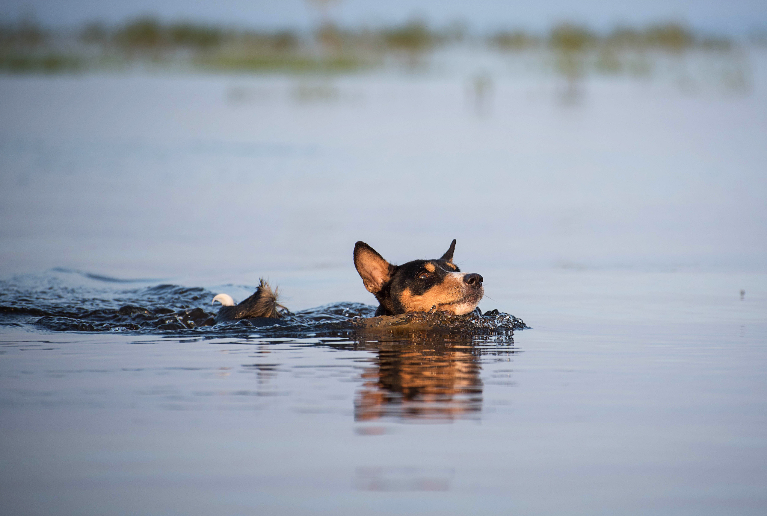ФОТО СОБАК НА ПРИРОДЕ, В ГОРОДЕ, НА ВЫСТАВКЕ. Фотограф-анималист Ольга Фомичева