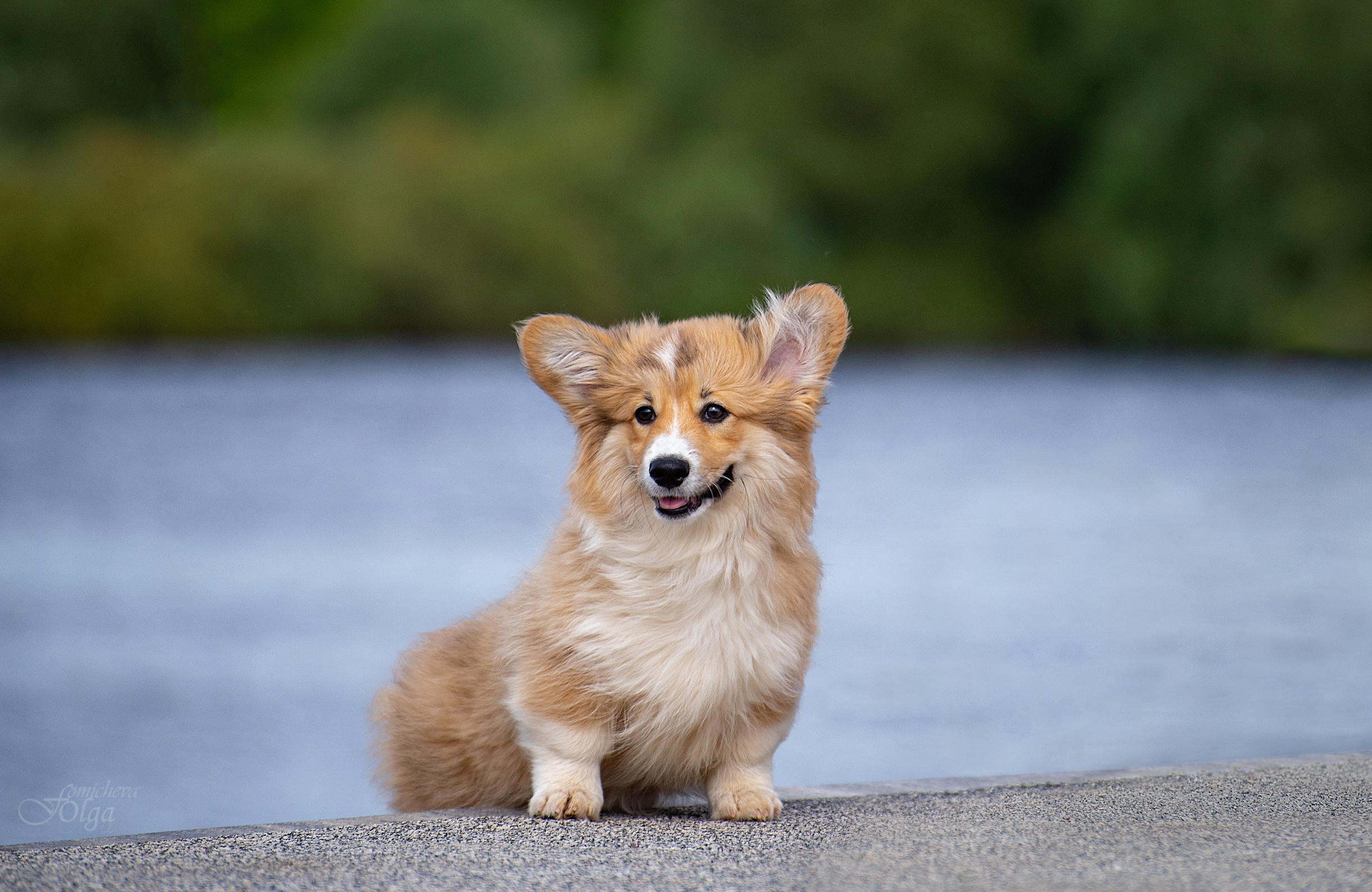 ФОТО СОБАК НА ПРИРОДЕ, В ГОРОДЕ, НА ВЫСТАВКЕ. Фотограф-анималист Ольга Фомичева