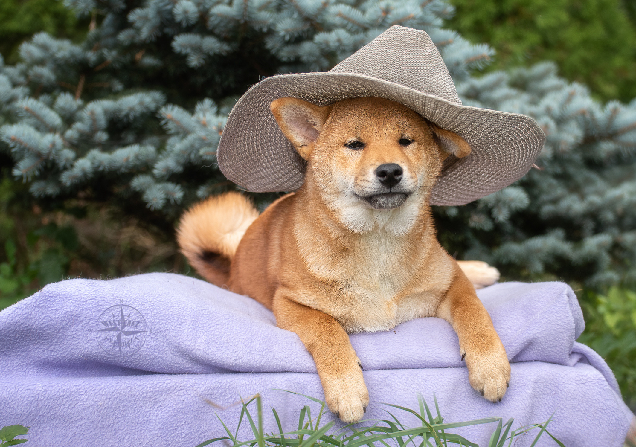 ФОТОСЪЕМКА ЩЕНКОВ И КОТЯТ. Фотограф-анималист Ольга Фомичева