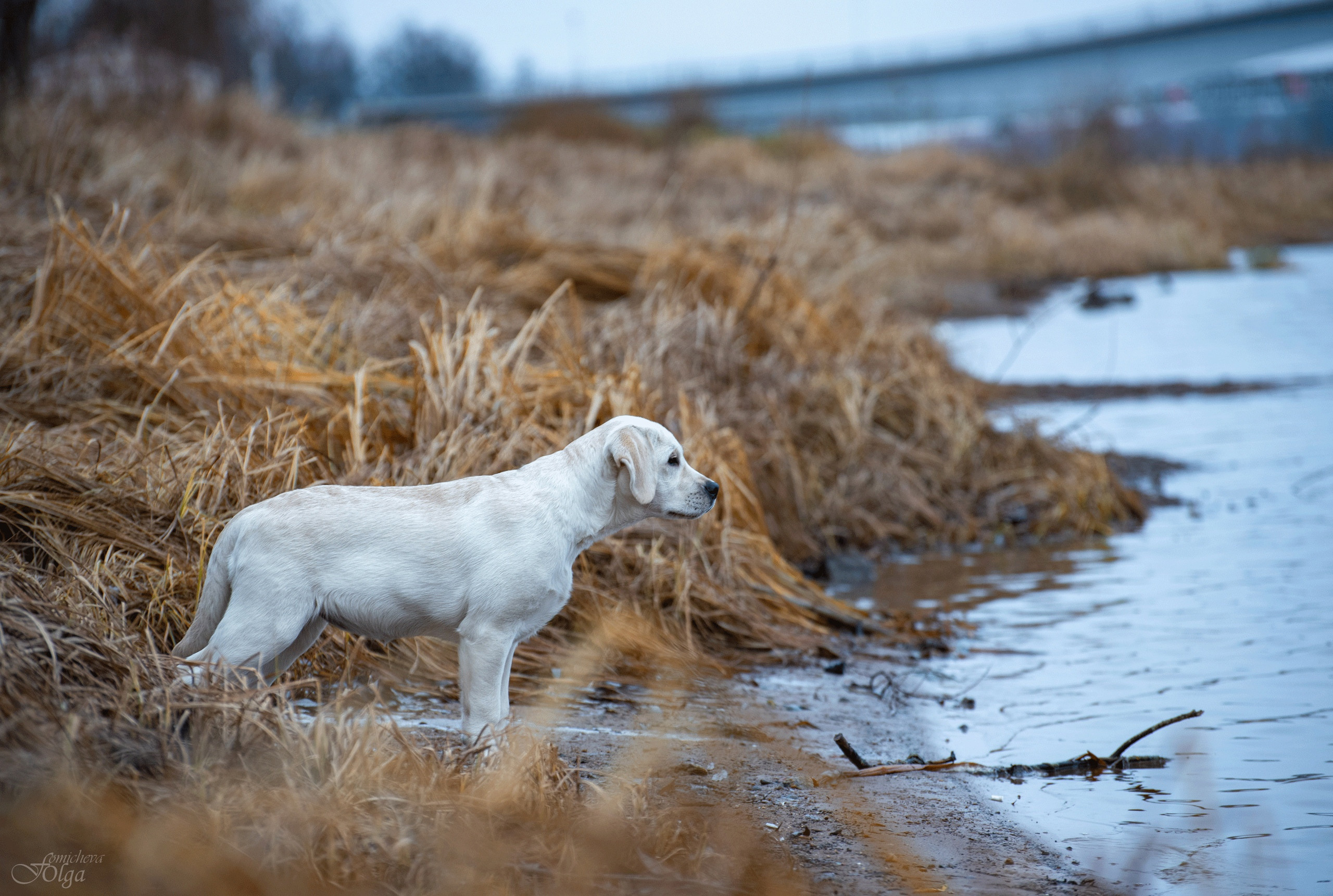 ФОТО СОБАК НА ПРИРОДЕ, В ГОРОДЕ, НА ВЫСТАВКЕ. Фотограф-анималист Ольга Фомичева