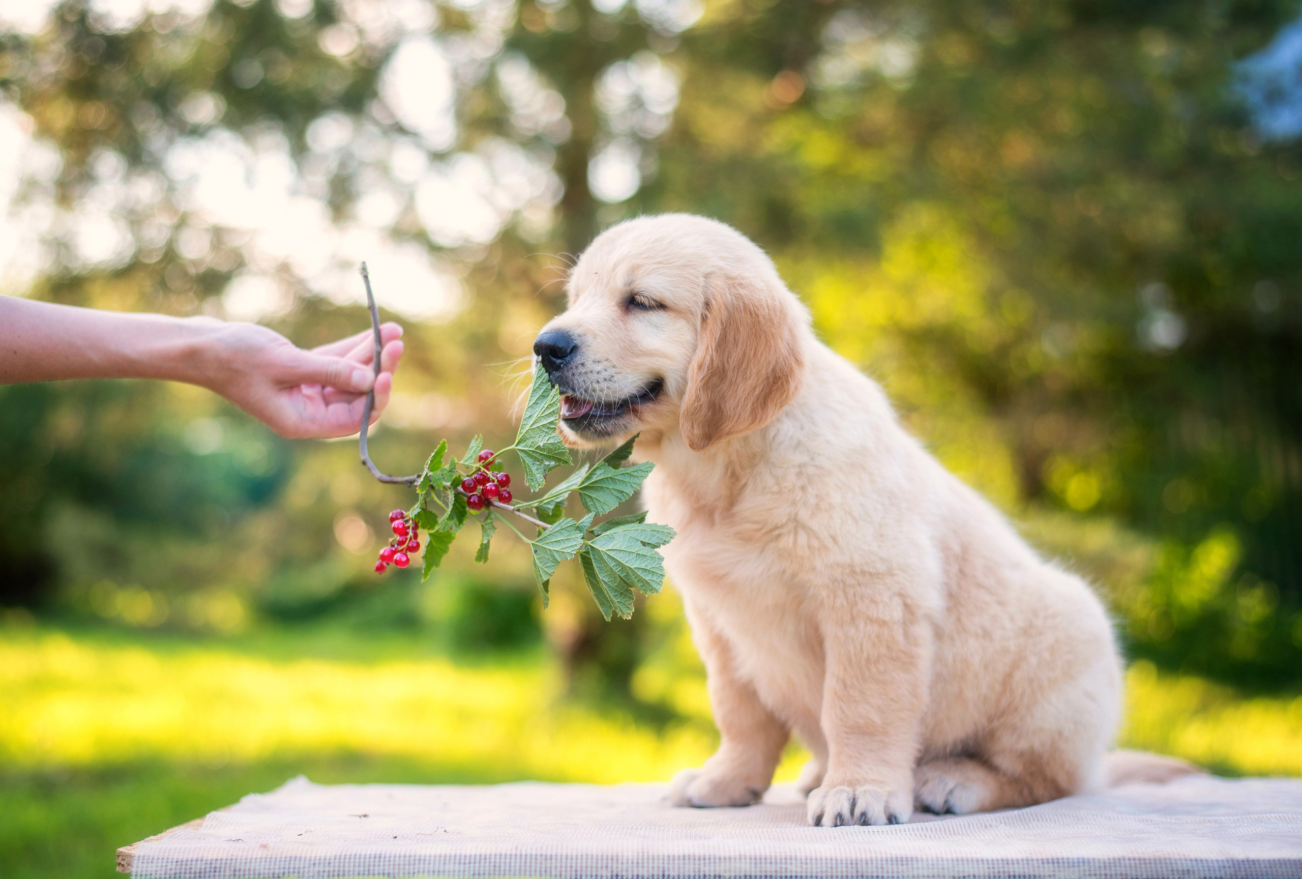 ФОТОСЪЕМКА ЩЕНКОВ И КОТЯТ. Фотограф-анималист Ольга Фомичева