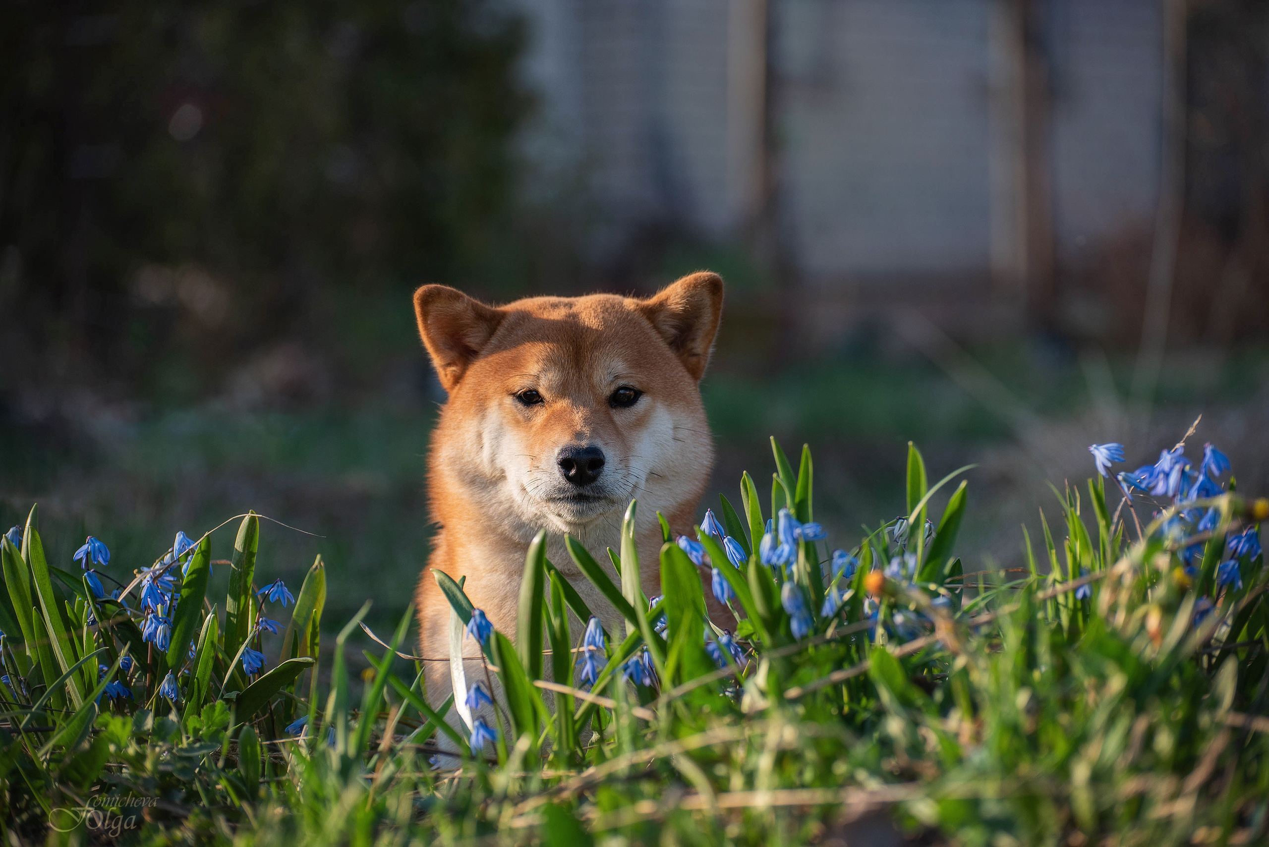 ФОТО СОБАК НА ПРИРОДЕ, В ГОРОДЕ, НА ВЫСТАВКЕ. Фотограф-анималист Ольга Фомичева