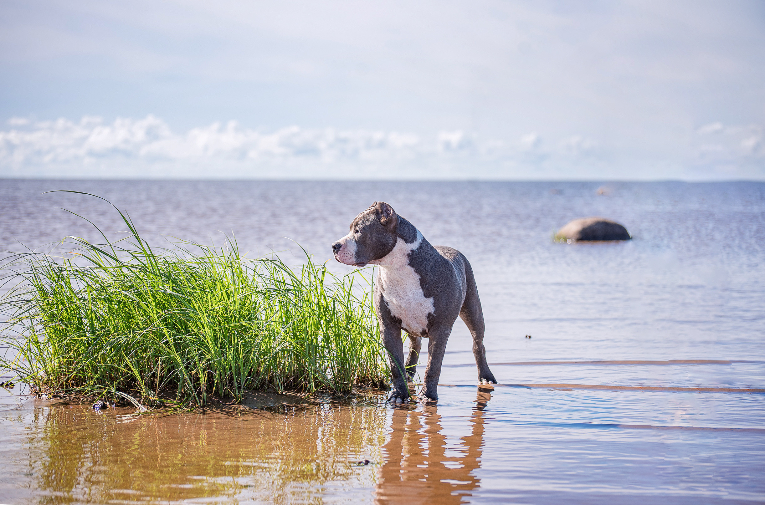 ФОТО СОБАК НА ПРИРОДЕ, В ГОРОДЕ, НА ВЫСТАВКЕ. Фотограф-анималист Ольга Фомичева