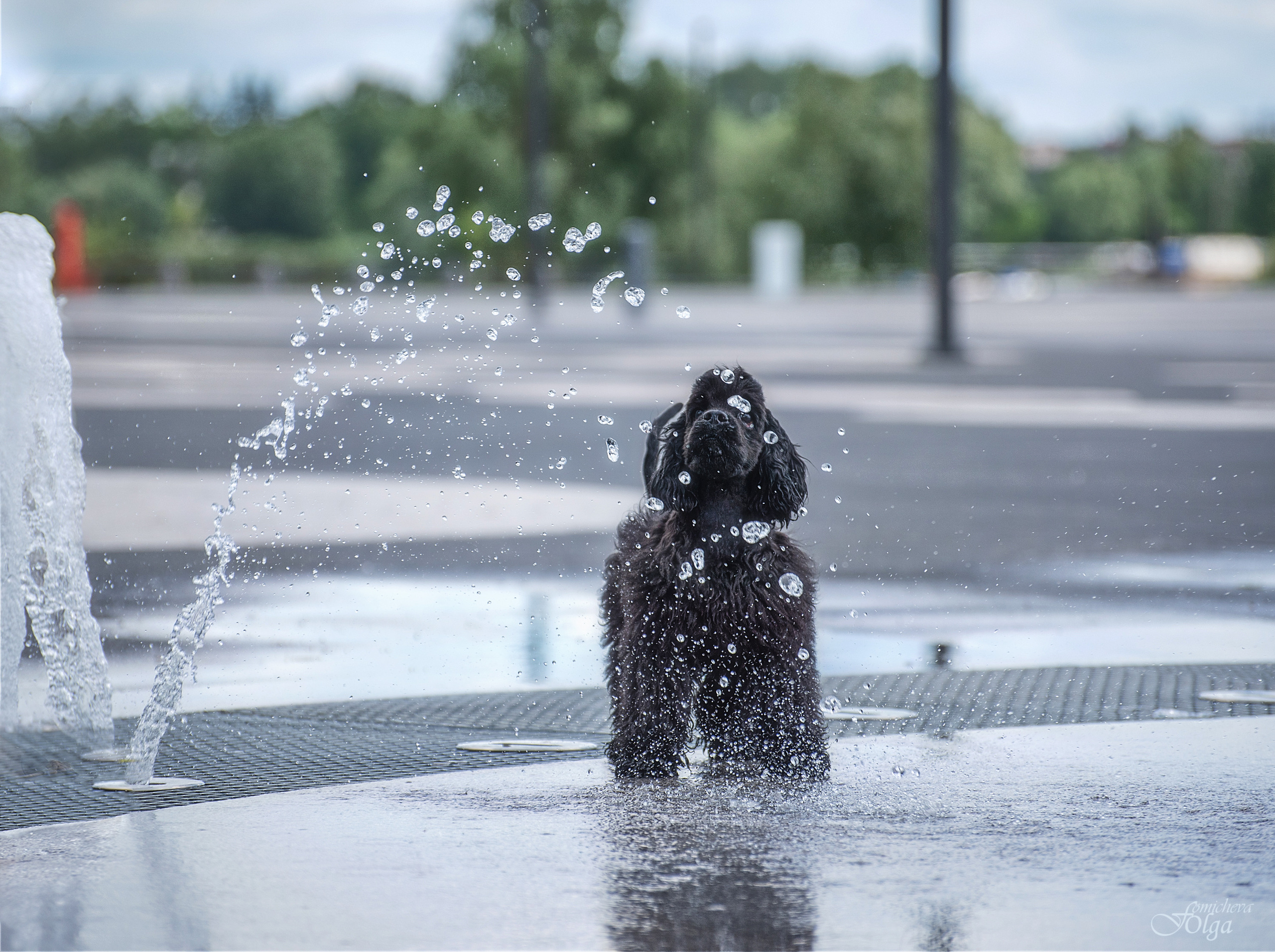 ФОТО СОБАК НА ПРИРОДЕ, В ГОРОДЕ, НА ВЫСТАВКЕ. Фотограф-анималист Ольга Фомичева