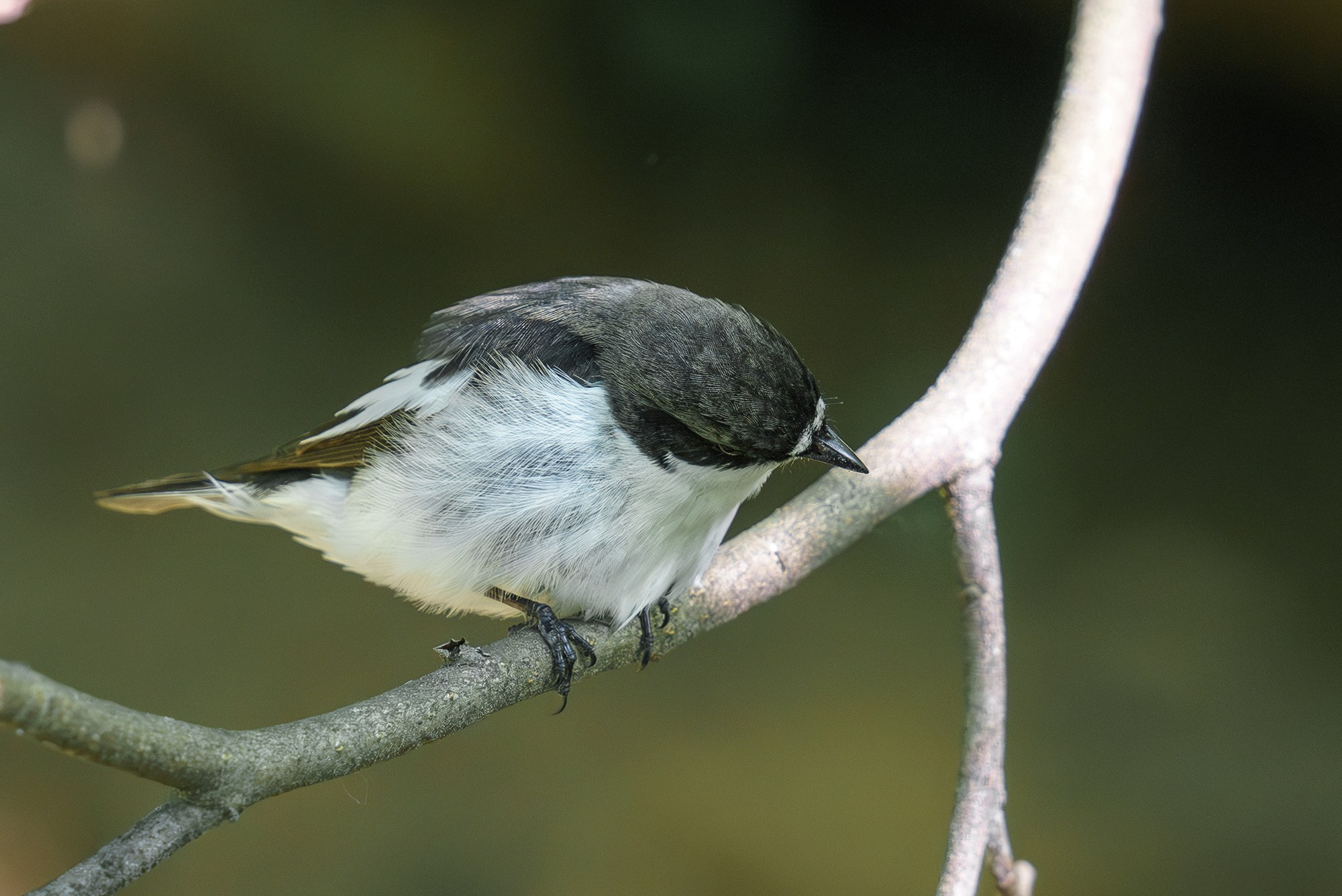 Удивительные мир птиц. Вокруг нас столько прекрасного — присмотритесь!. Ваш личный фотограф Марина Волкова