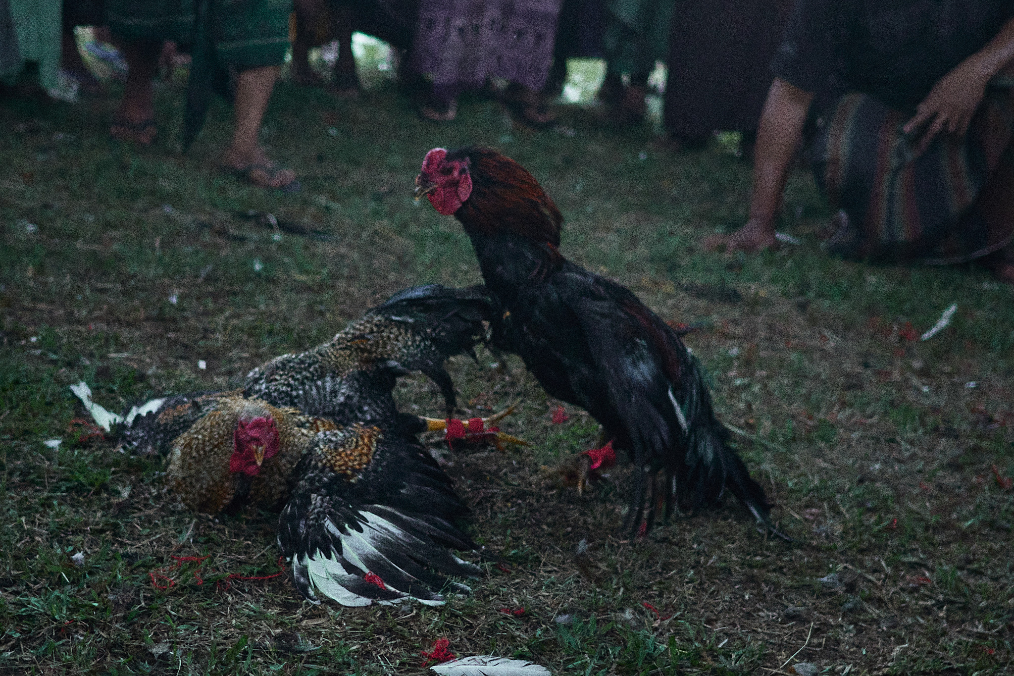 Balisvetka. See the moment and catche. commercial and reportage