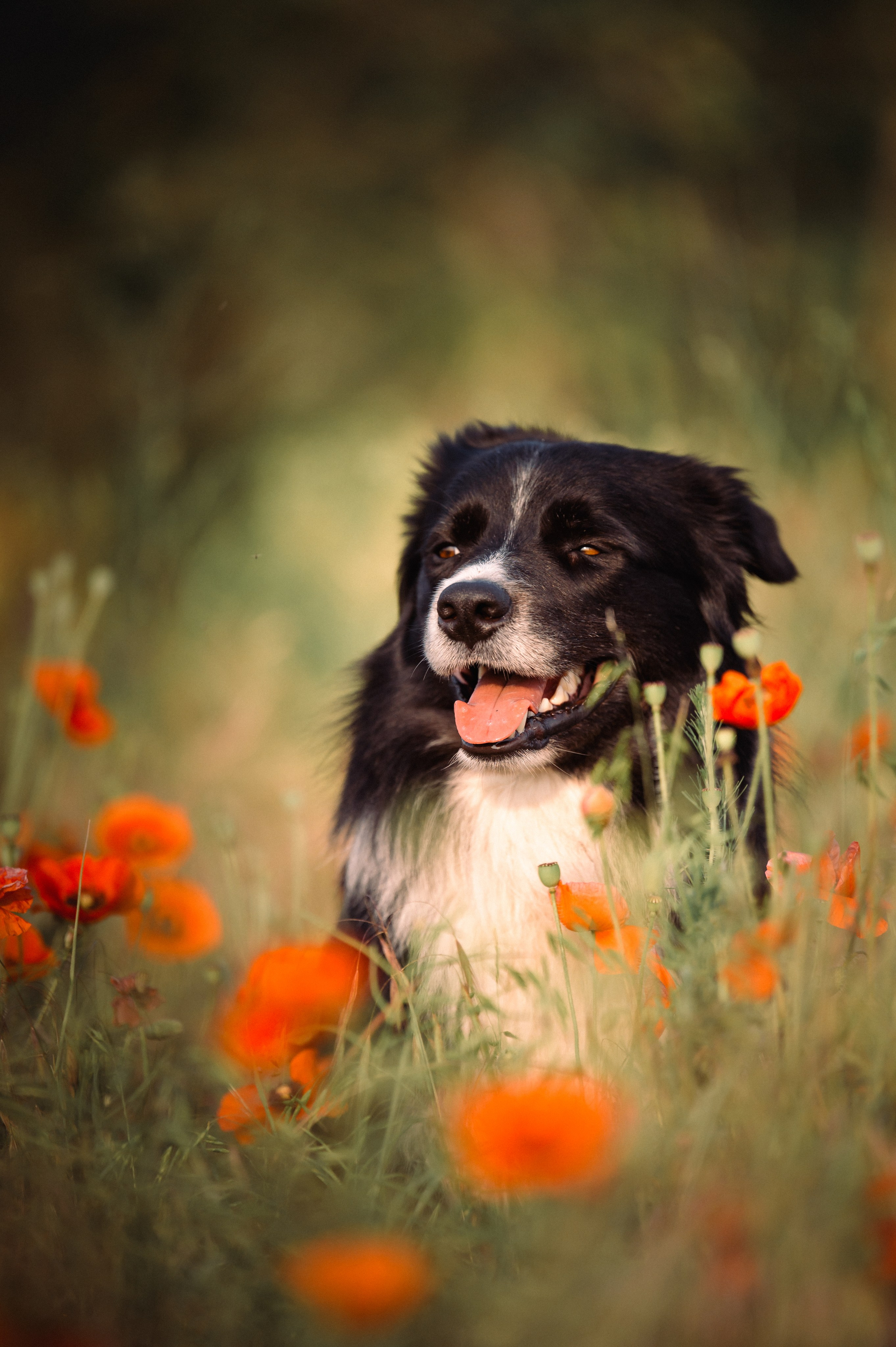 Прогулка на рассвете с бордер-колли. Фотограф в Ростове —на — Дону