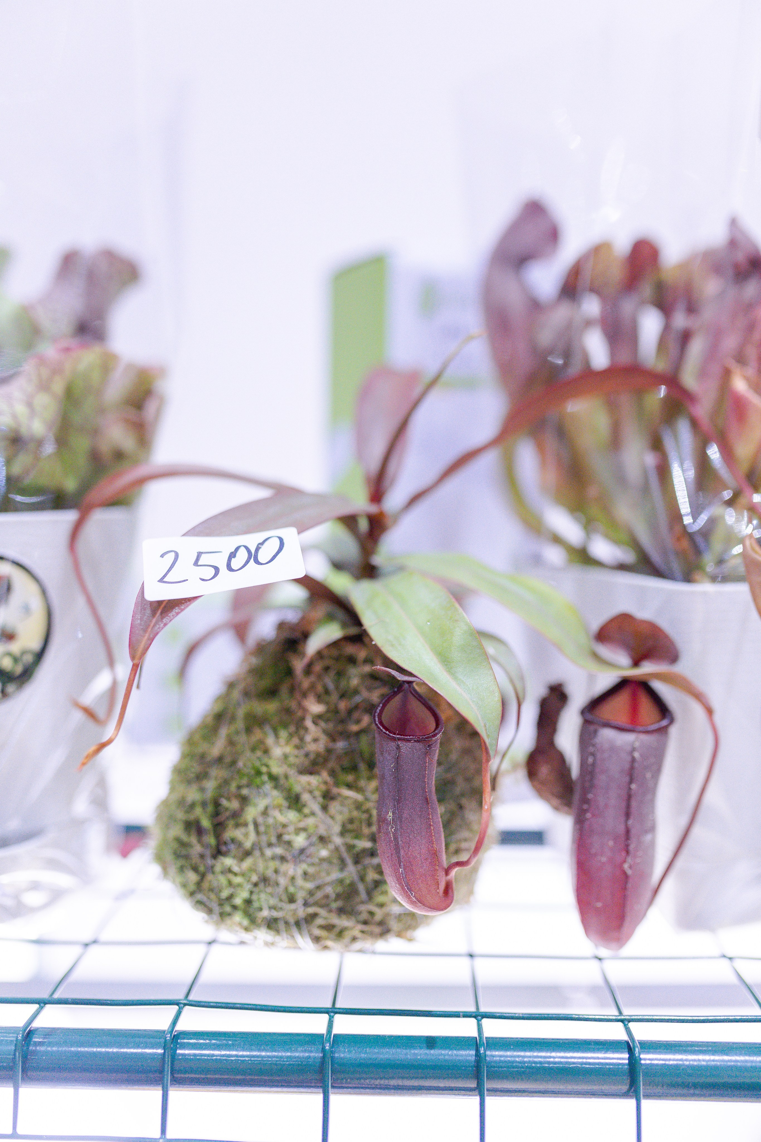 Орхидиум 12.2025. Александра Куликова фотограф, Москва