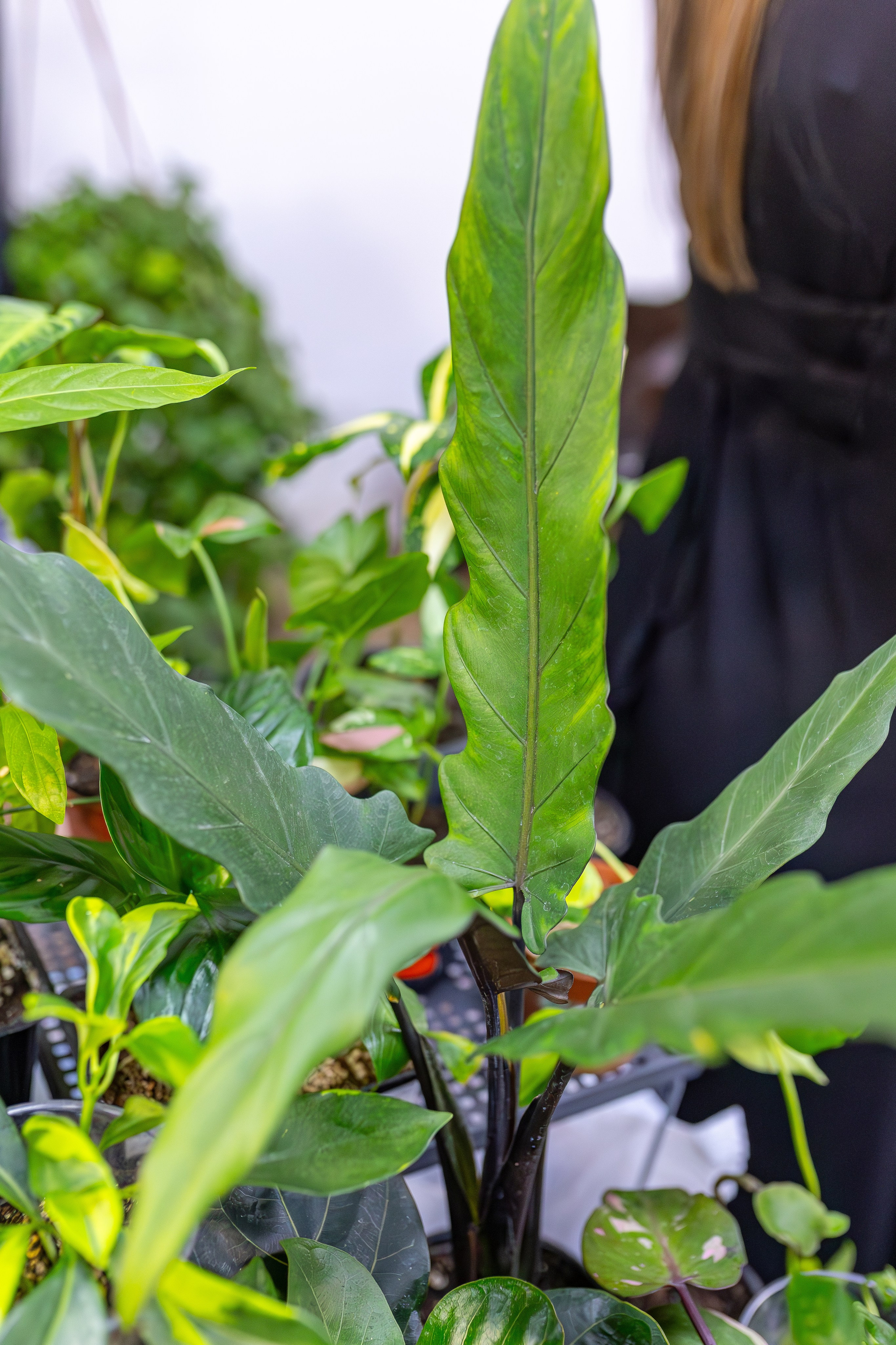 Монстериум апрель 2026. Александра Куликова фотограф, Москва