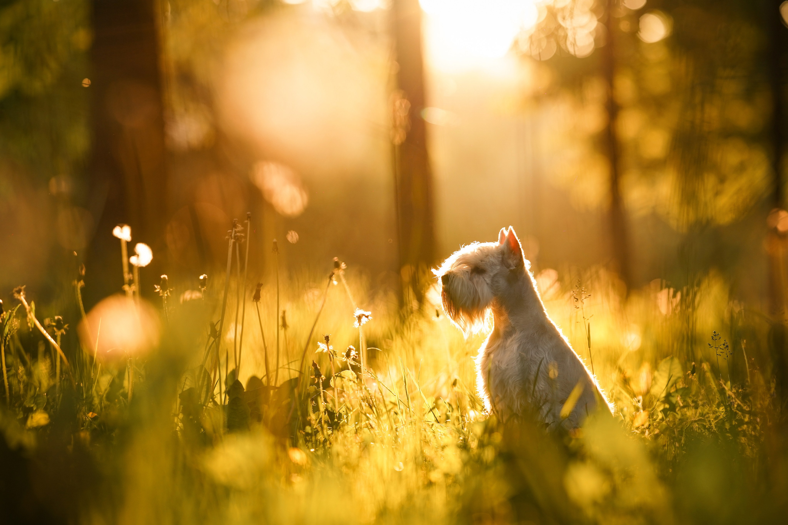 Оля и Доминик. Фотограф-анималист в Санкт-Петербурге Яна Мартынова