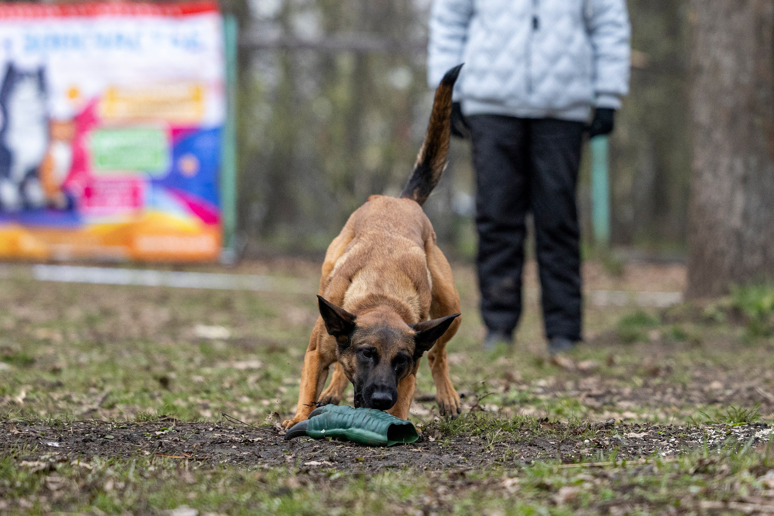 Квалификационные состязания по мондьорингу г. Вологда 11.05.24. Фотограф-анималист Анна Маринич