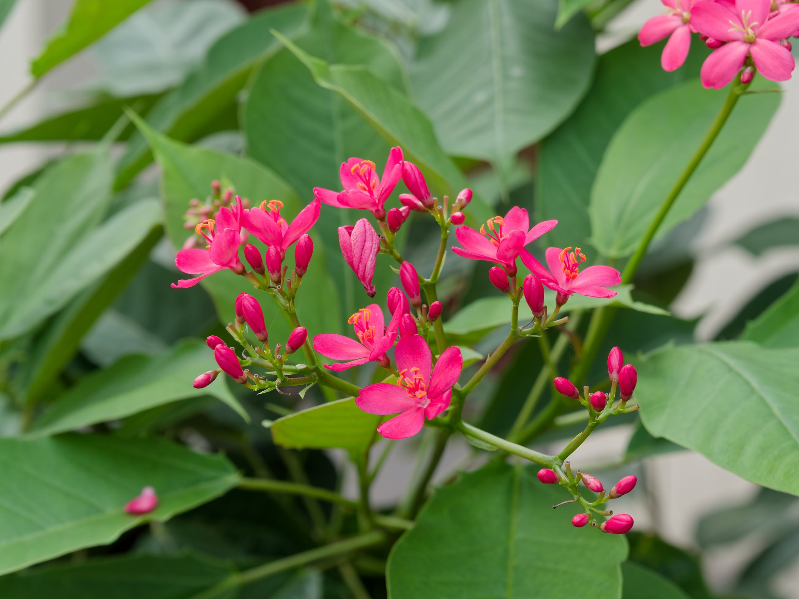 Хайнань 2026, флора, цветы и деревья. Фотопрогулки по Миру