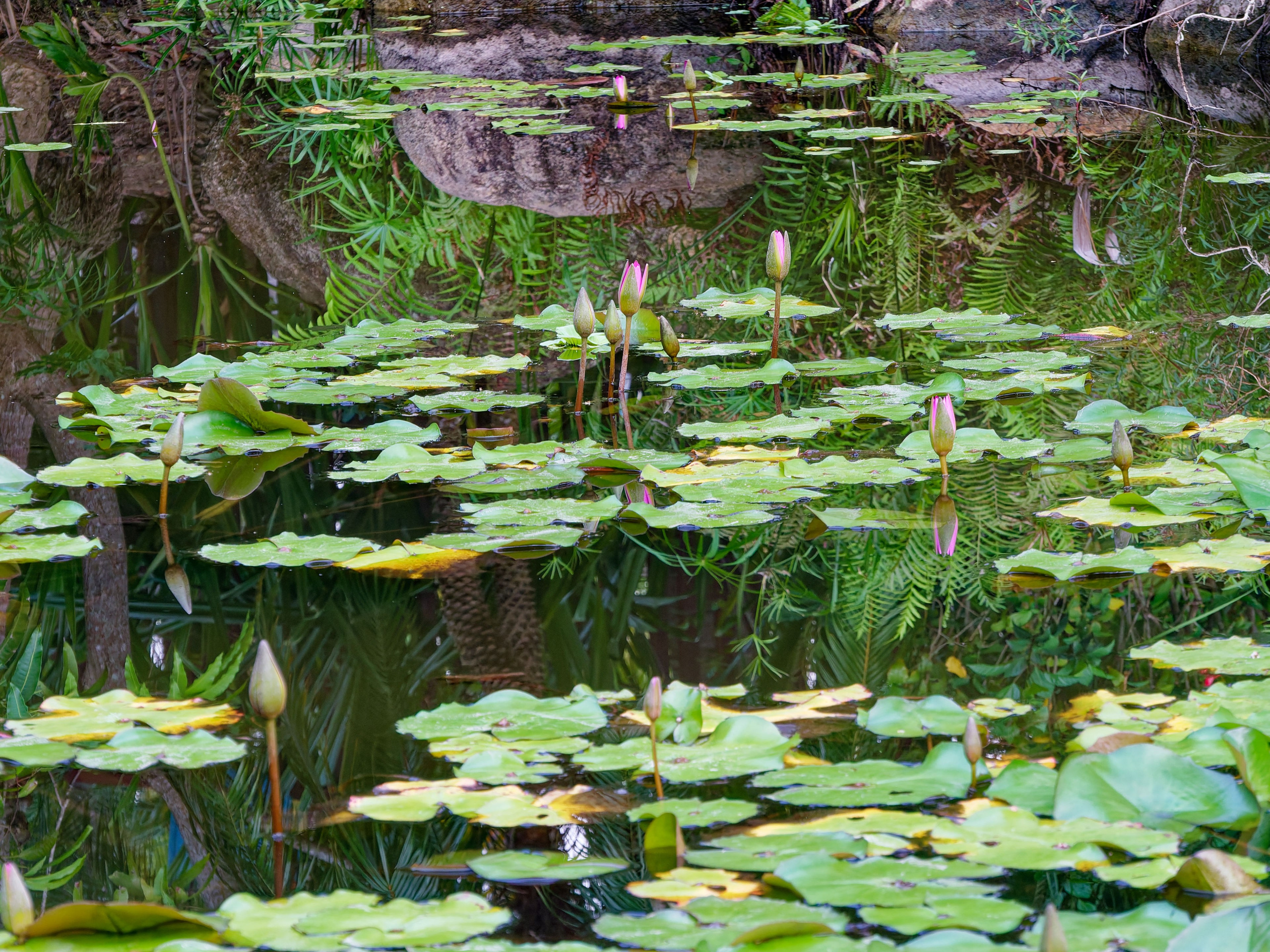 Хайнань 2026, Золотые рыбки в реке отеля. Фотопрогулки по Миру