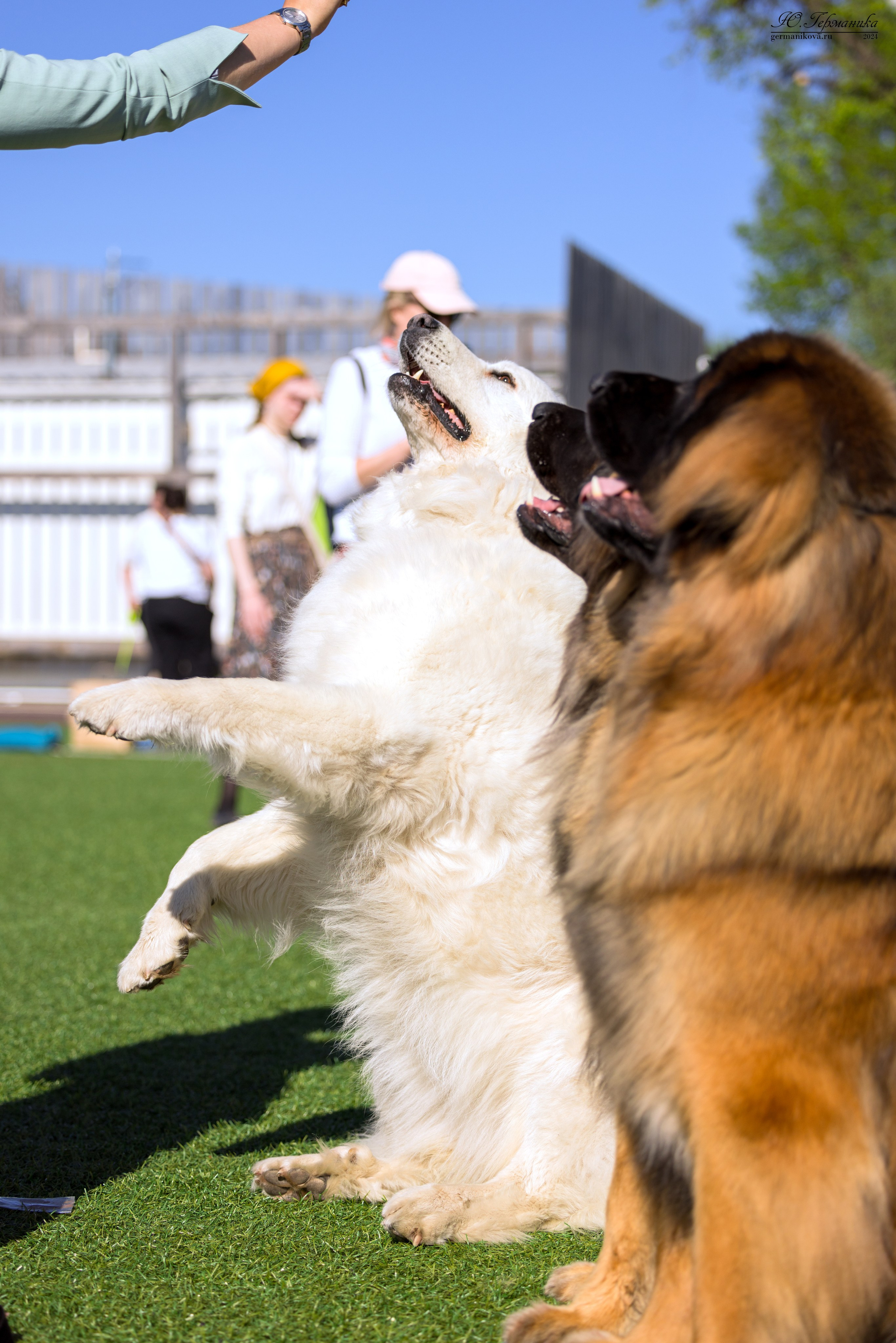 Суздаль 18-19.05.2024. Фотограф-анималист Юлия Германика