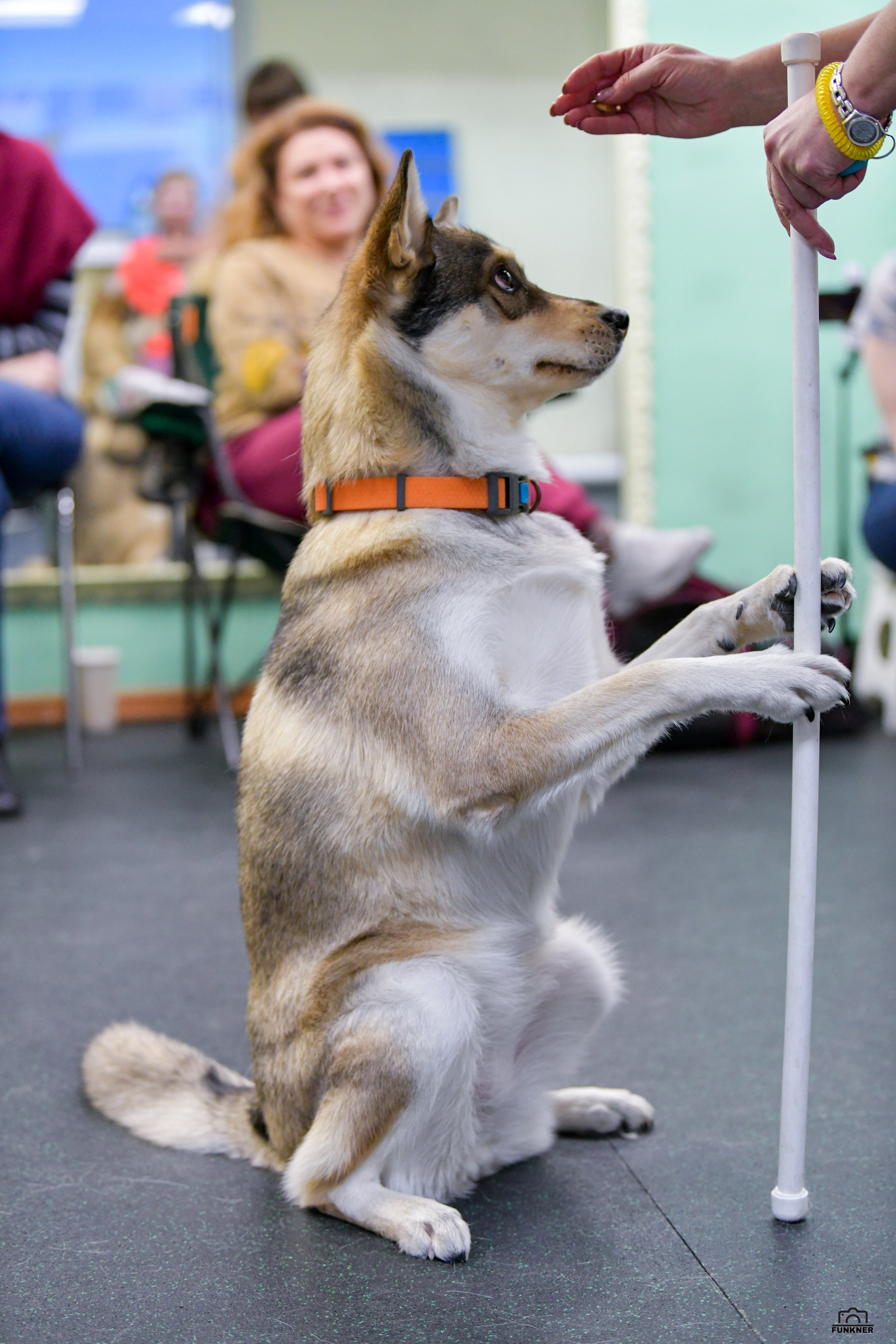 Кинологический клуб «Бодрый хвост». Свой взгляд через объектив